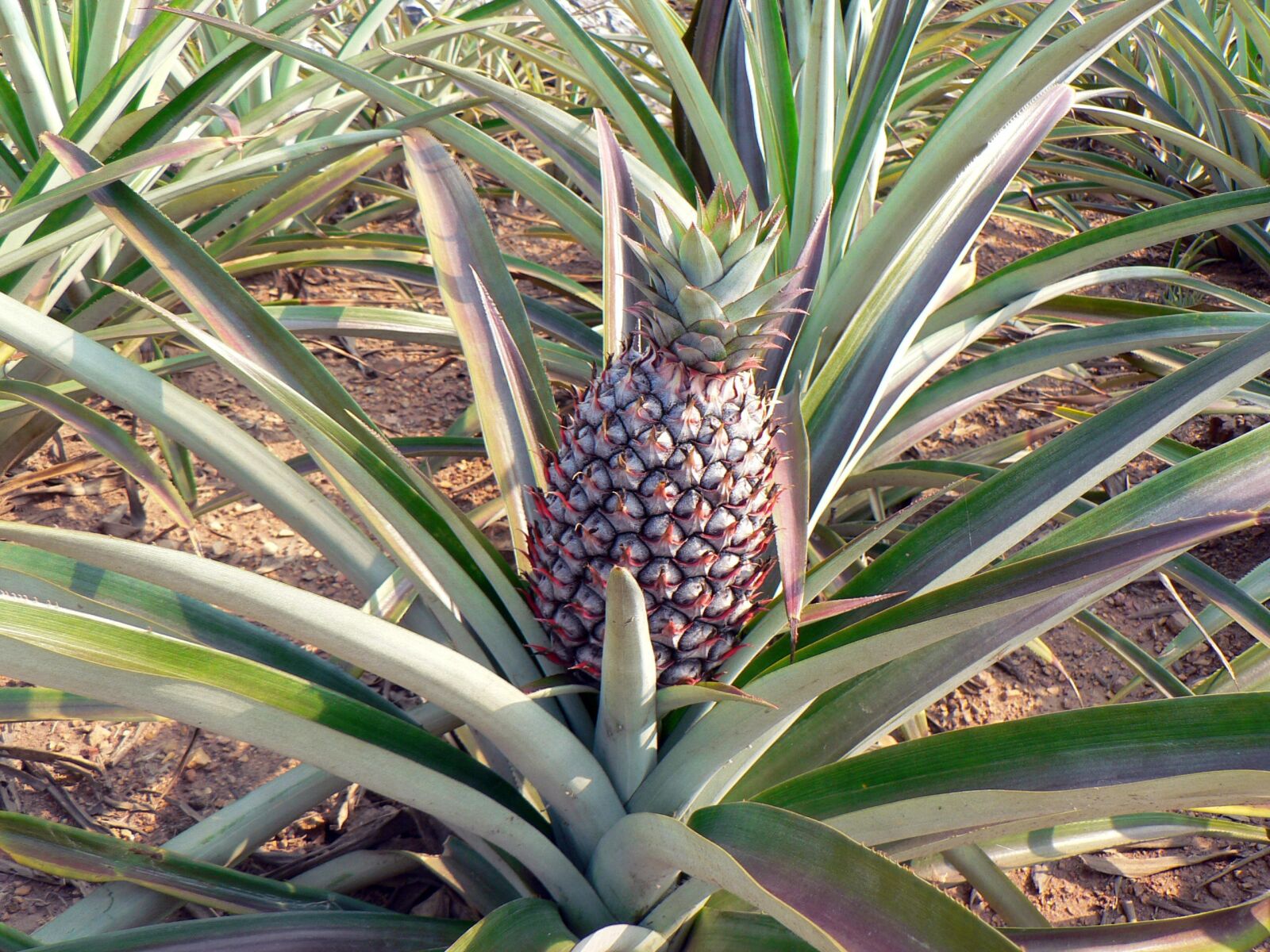 Panasonic DMC-FZ5 sample photo. Pineapple, culture, agricultural photography