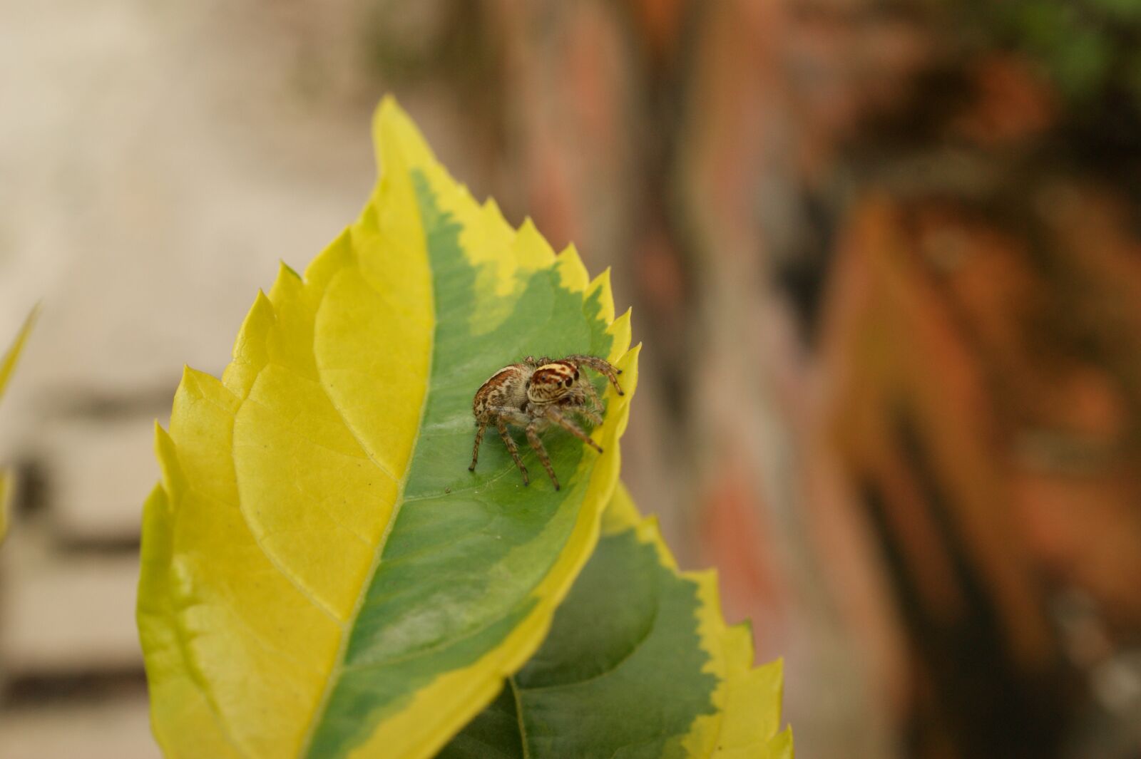 Sony Alpha DSLR-A390 sample photo. Nature, insects, spider photography