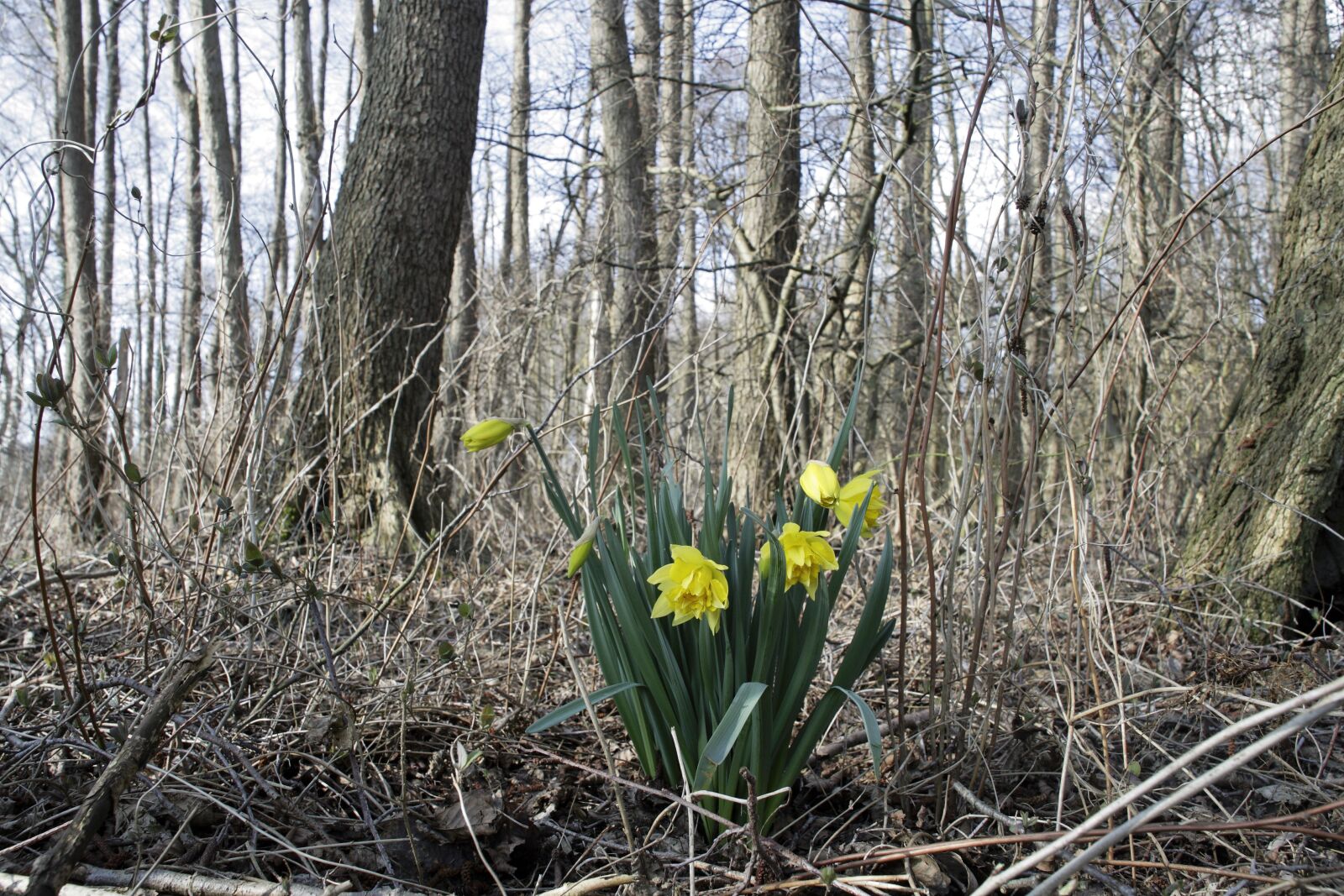 Canon EOS 400D (EOS Digital Rebel XTi / EOS Kiss Digital X) sample photo. Osterglocken, narcissus pseudonarcissus, snowflake photography