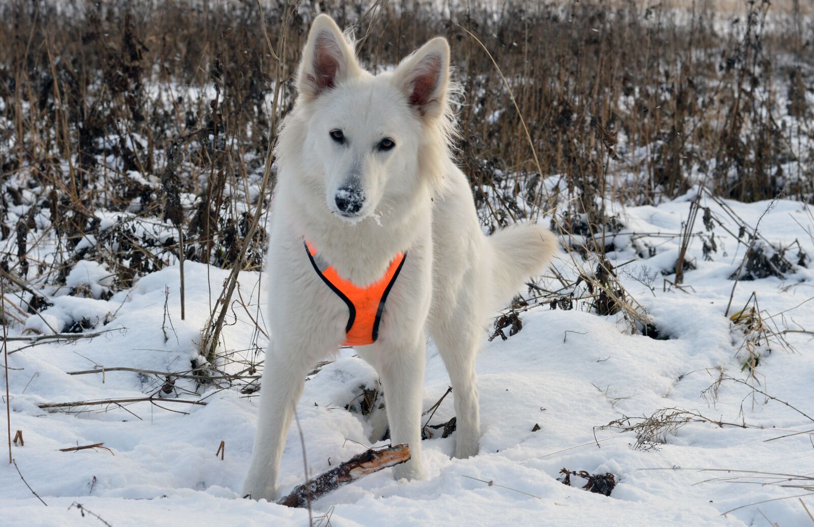 Nikon D3200 sample photo. Winter, snow, cold photography