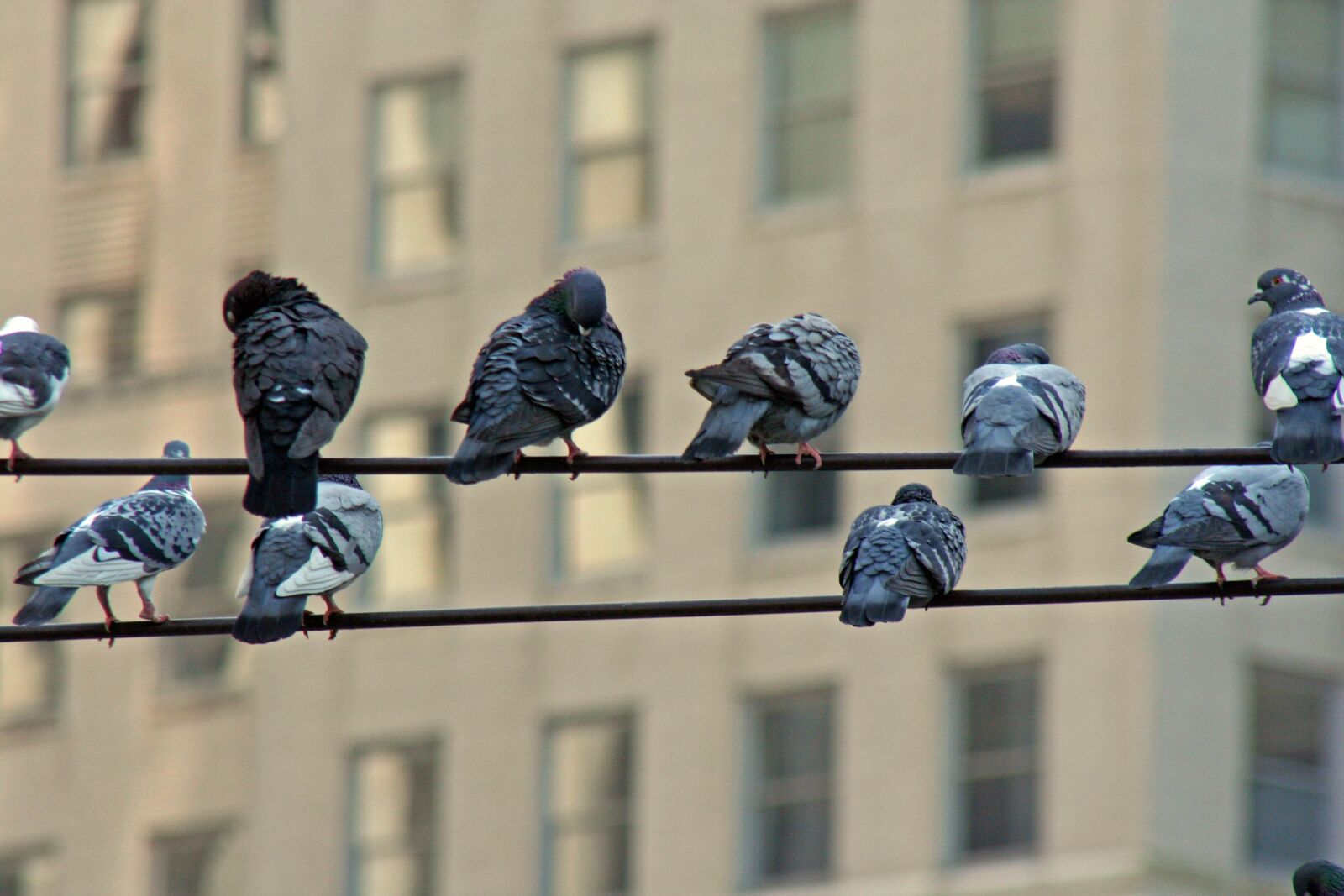 Canon EOS 350D (EOS Digital Rebel XT / EOS Kiss Digital N) sample photo. Birds, wire, flock photography