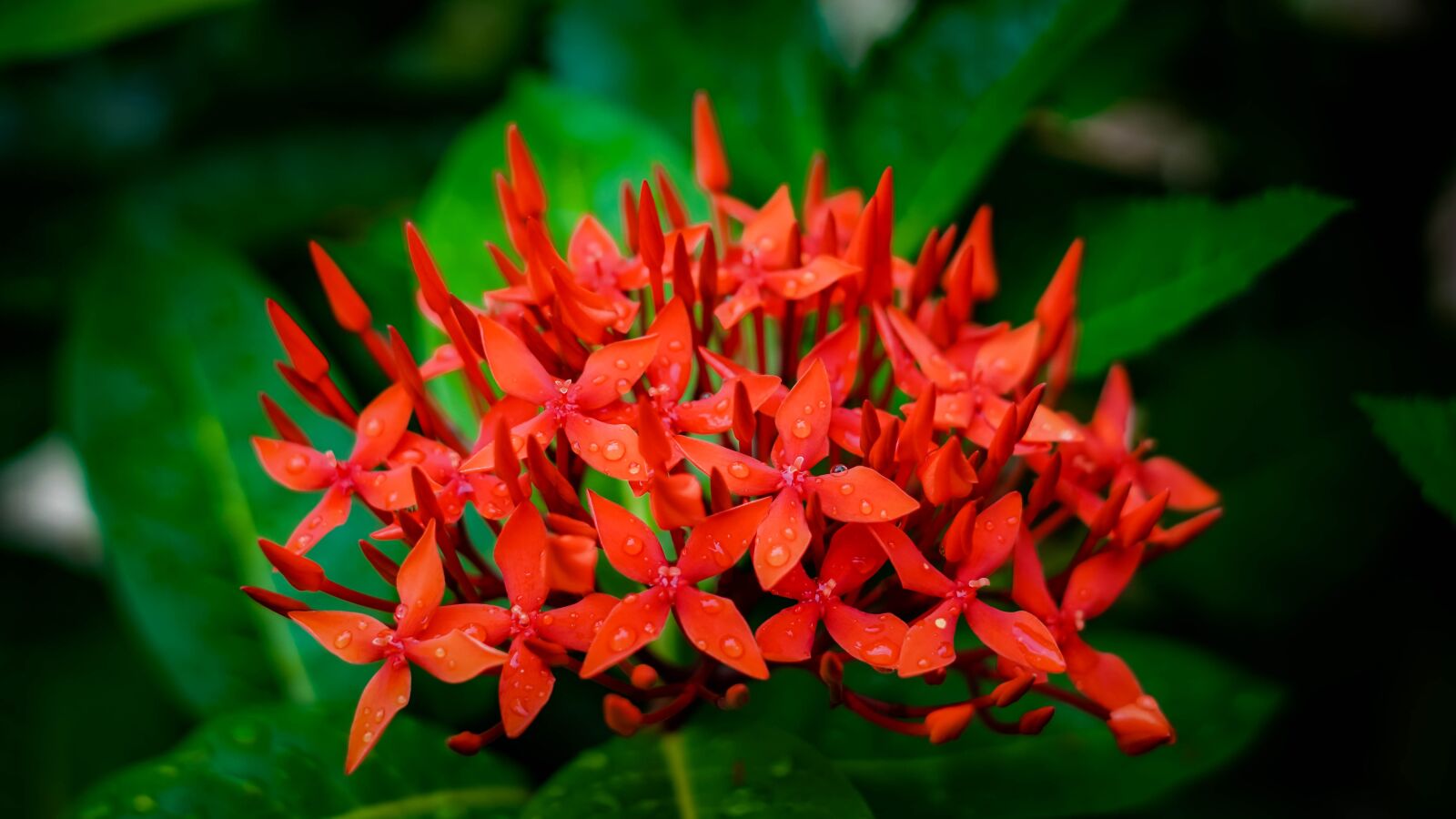 Sony a6000 sample photo. Flowers, red flower, plant photography