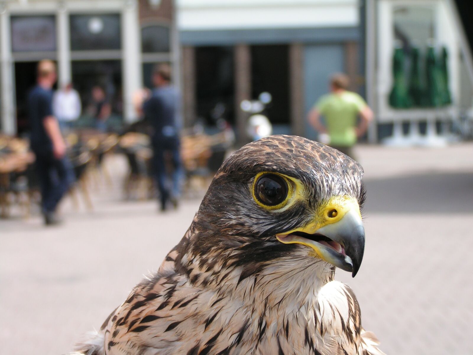KONICA MINOLTA DiMAGE Z2 sample photo. Bird of prey, birds photography