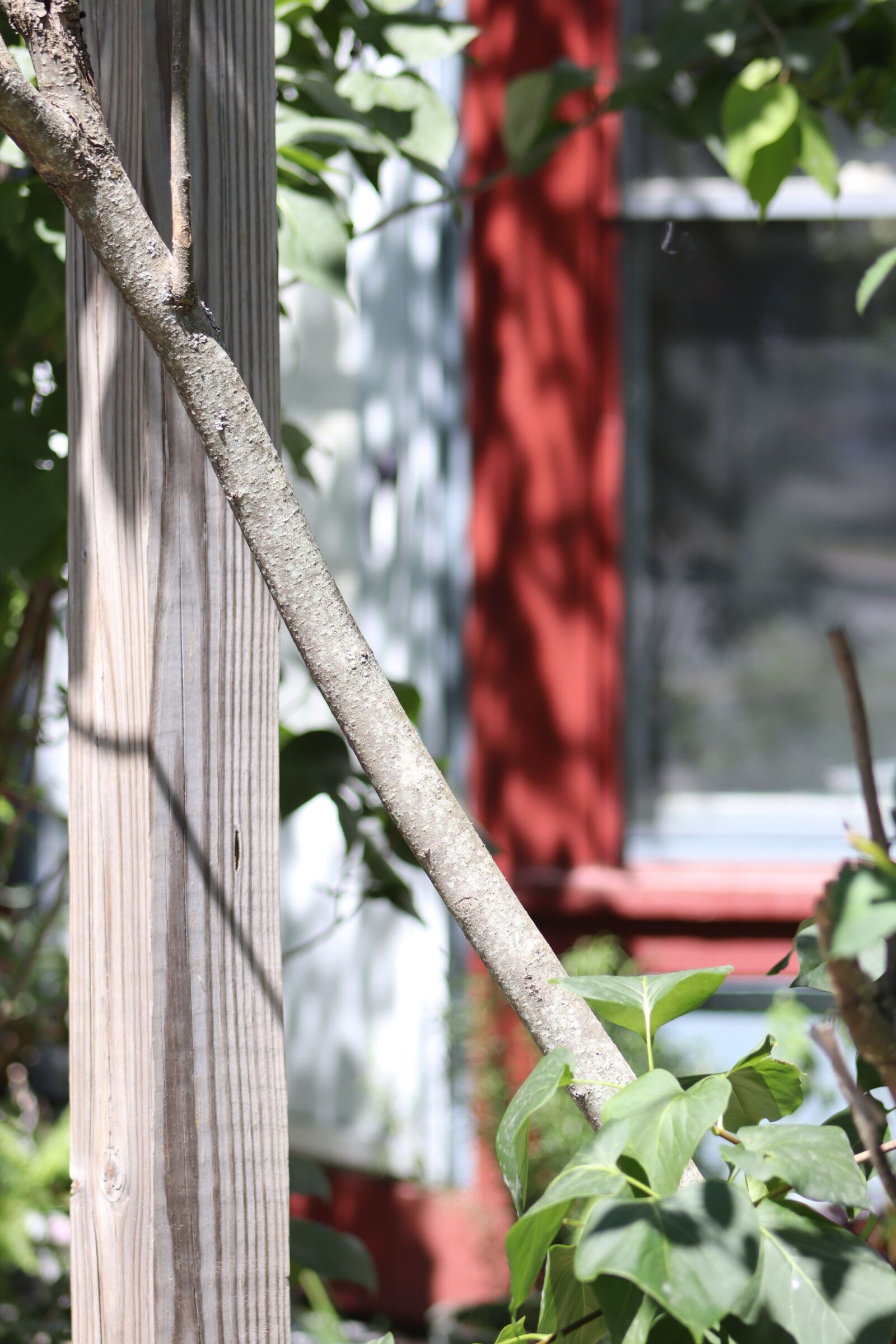 Canon EOS 800D (EOS Rebel T7i / EOS Kiss X9i) sample photo. Window, house, stairs photography