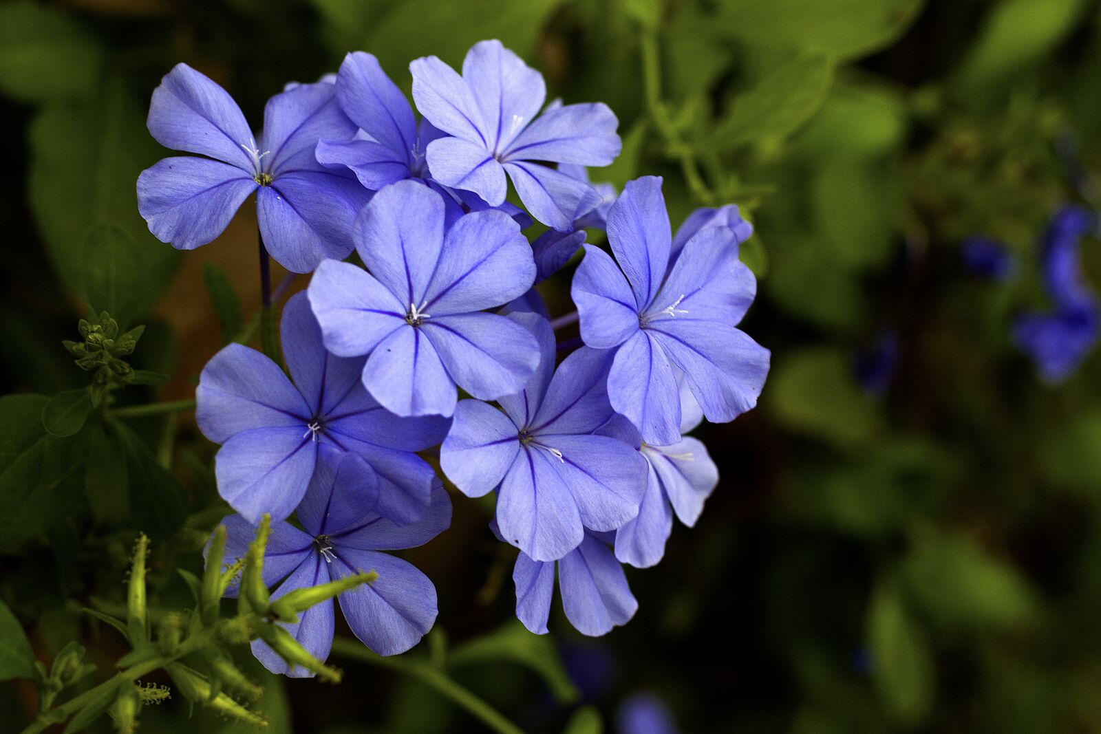 Canon EOS 600D (Rebel EOS T3i / EOS Kiss X5) + Canon EF 50mm F1.8 STM sample photo. Petunias, plumbago, flowers photography