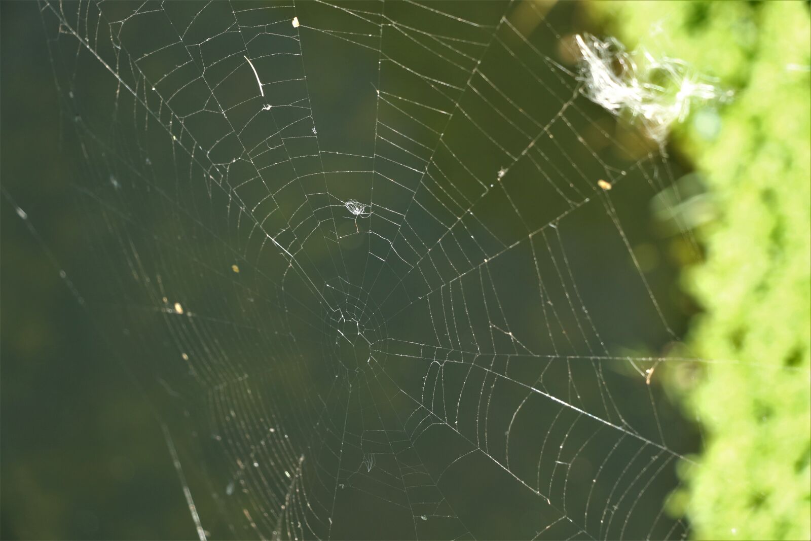 Canon EOS 7D Mark II + Canon EF-S 18-135mm F3.5-5.6 IS STM sample photo. Cobweb, web, nature photography