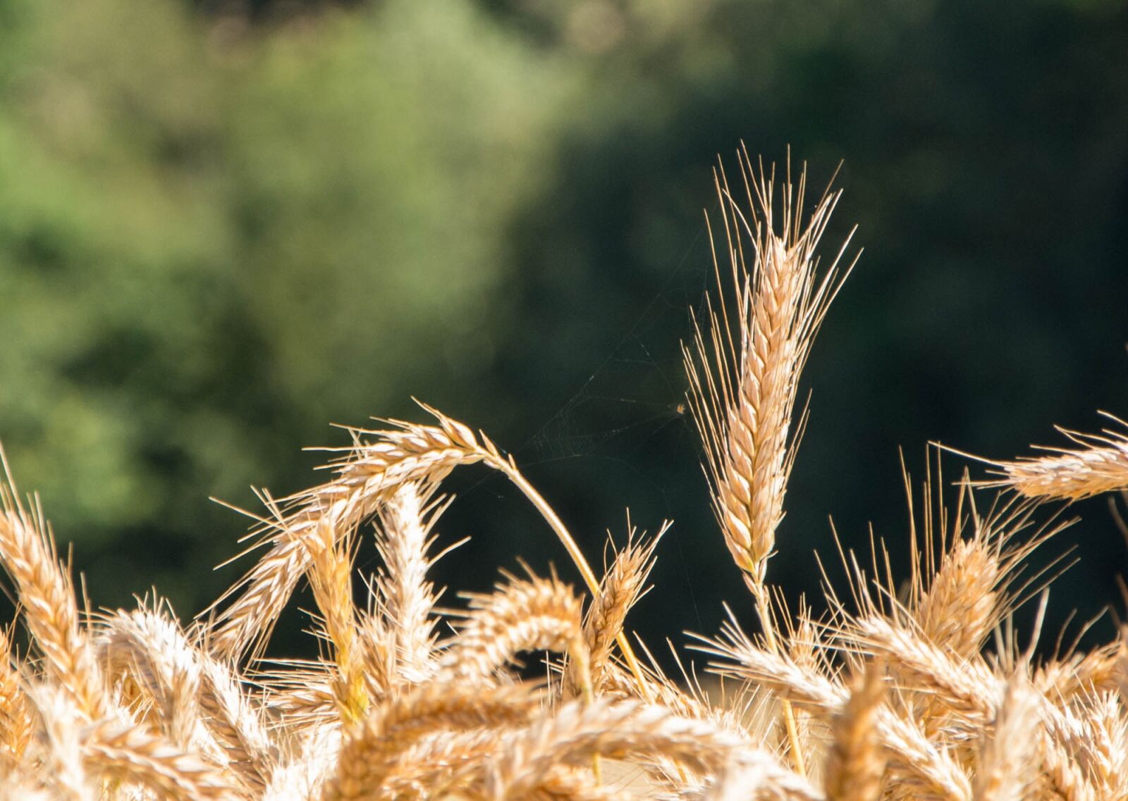Nikon D7200 sample photo. Epi, summer, wheat photography