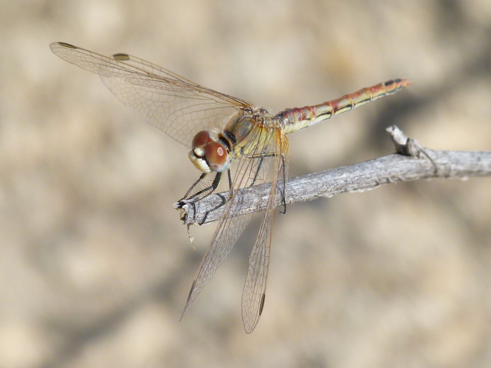 Leica V-Lux 2 sample photo. Dragonfly, detail, branch photography