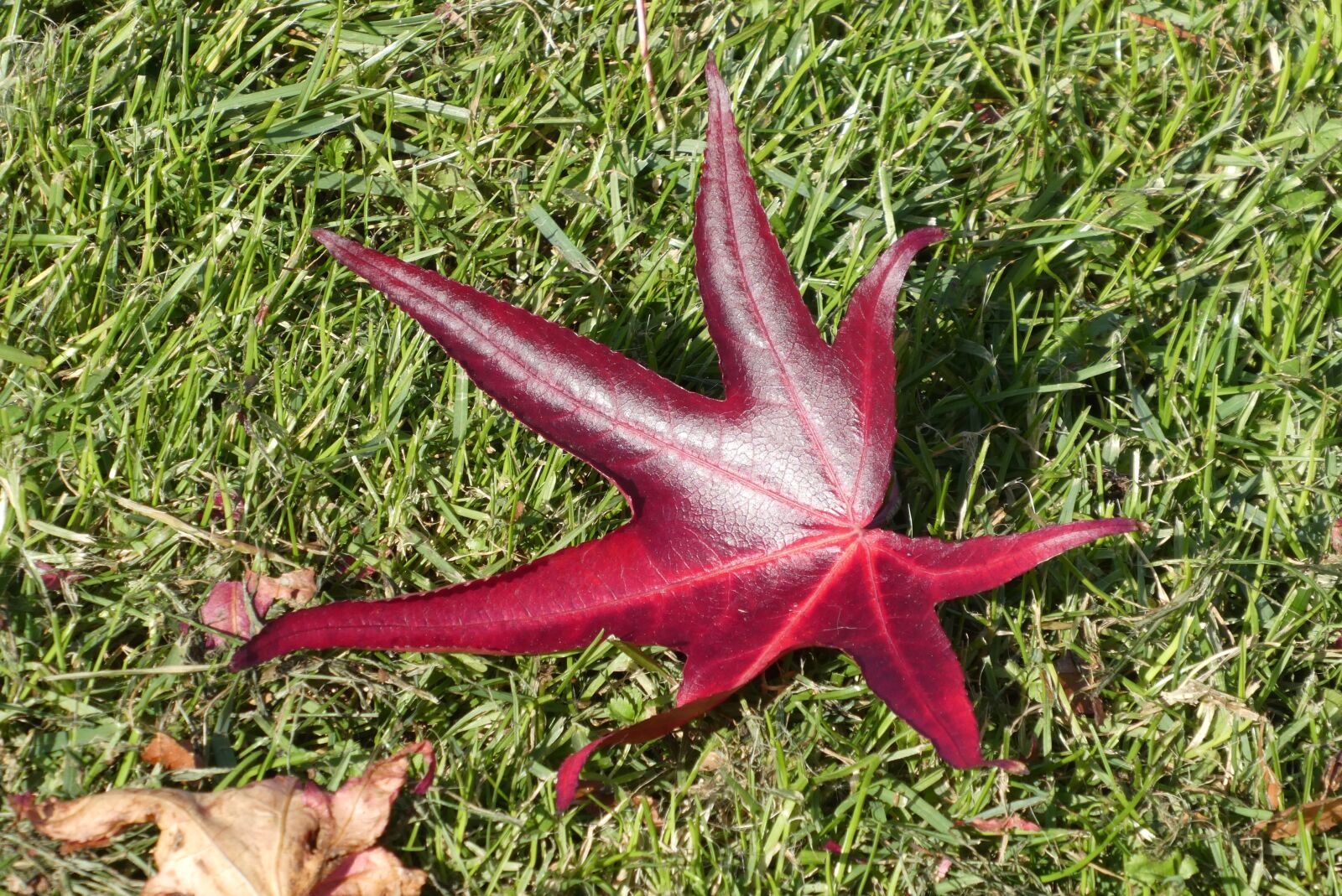 Panasonic Lumix DC-ZS70 (Lumix DC-TZ90) sample photo. Sheet, autumn, colorful photography