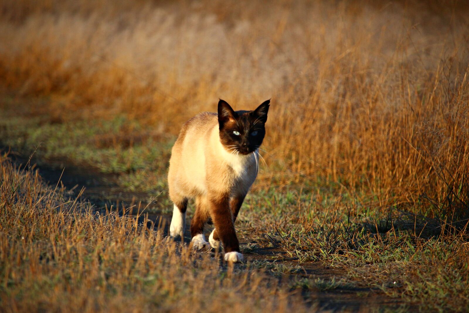 Canon EOS 100D (EOS Rebel SL1 / EOS Kiss X7) sample photo. Cat, mieze, siamese cat photography