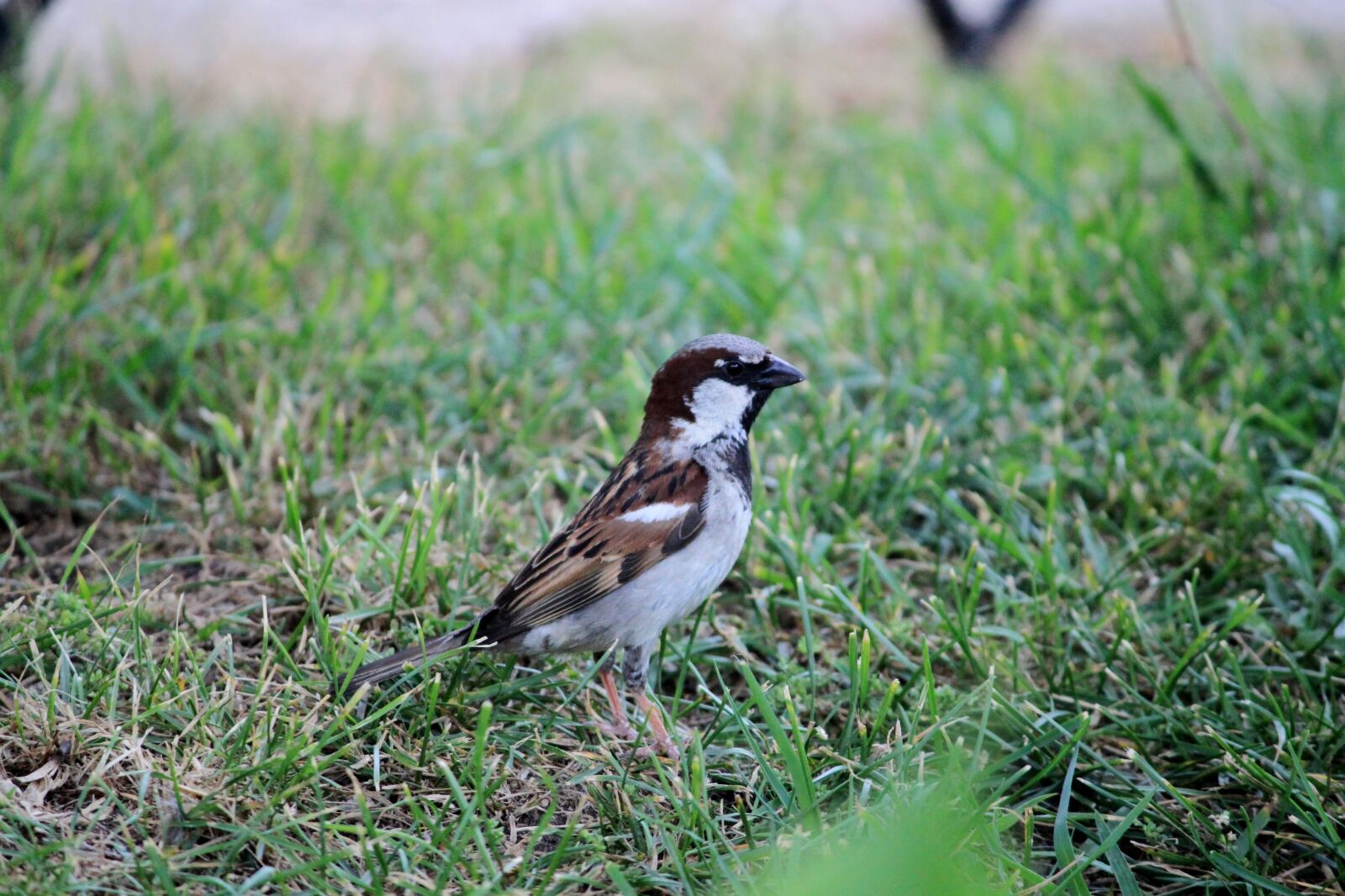 Canon EOS 500D (EOS Rebel T1i / EOS Kiss X3) sample photo. Bird, nature, birds photography