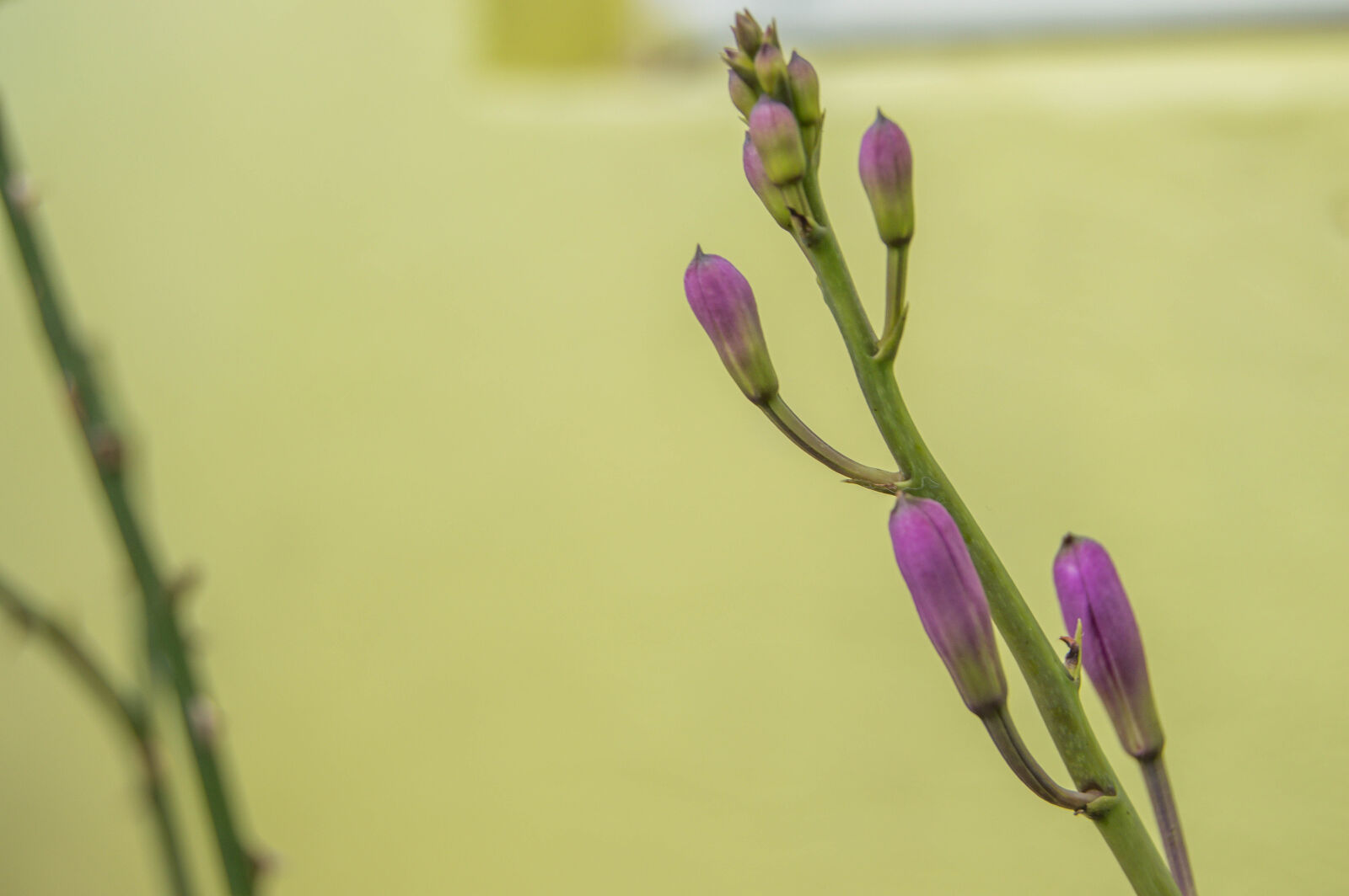 Nikon D3200 sample photo
