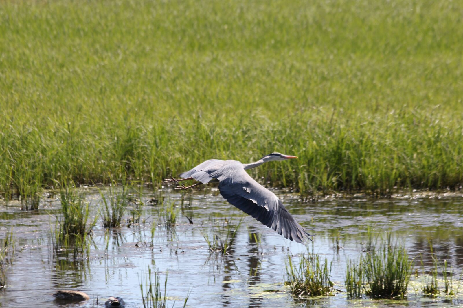 Canon EOS 60D sample photo. Urdenbacher champion, bird, reier photography