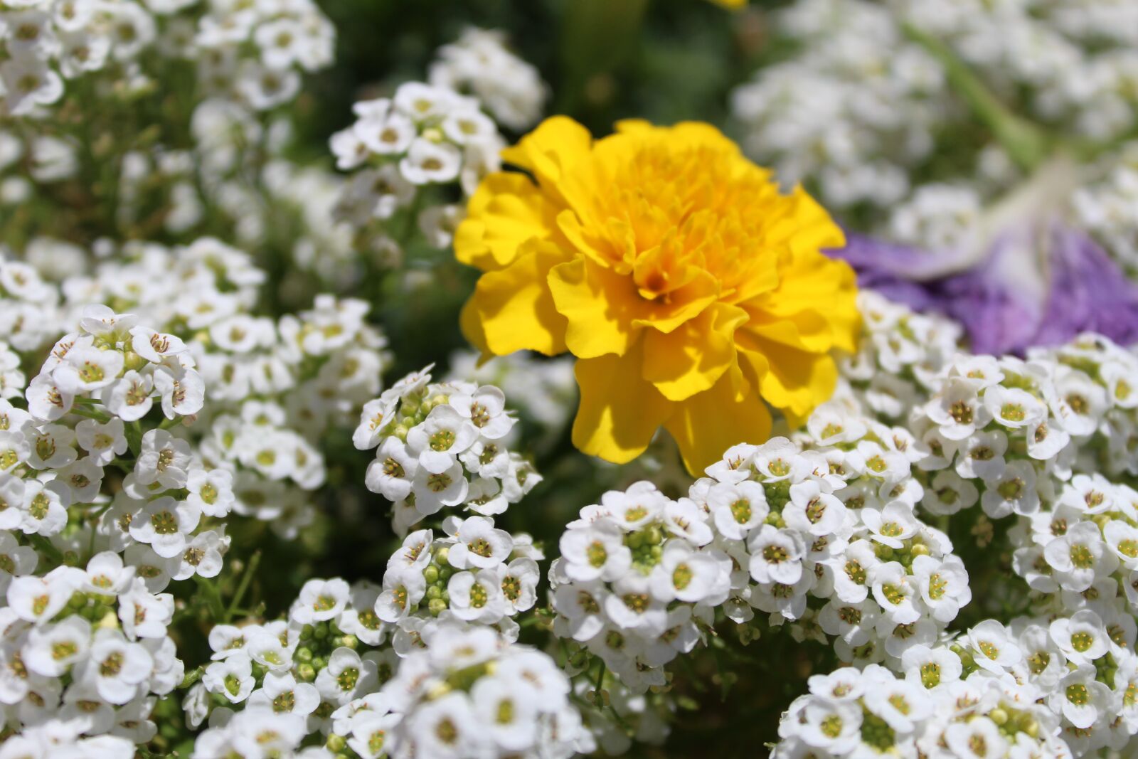 Canon EOS 4000D (EOS Rebel T100 / EOS 3000D) sample photo. Flowers, white, zółte photography