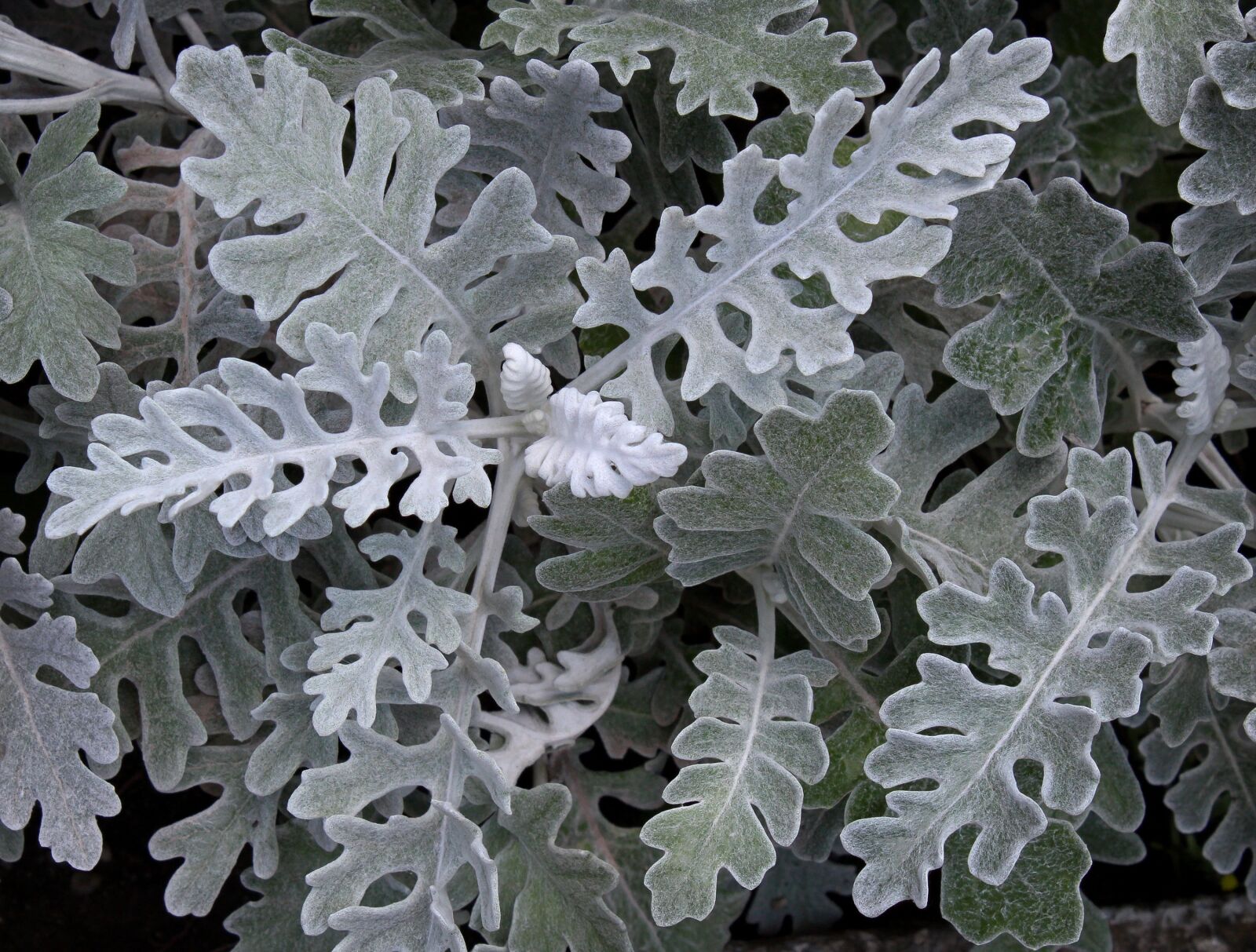 Canon EOS 1300D (EOS Rebel T6 / EOS Kiss X80) sample photo. Silver plant, white leaf photography