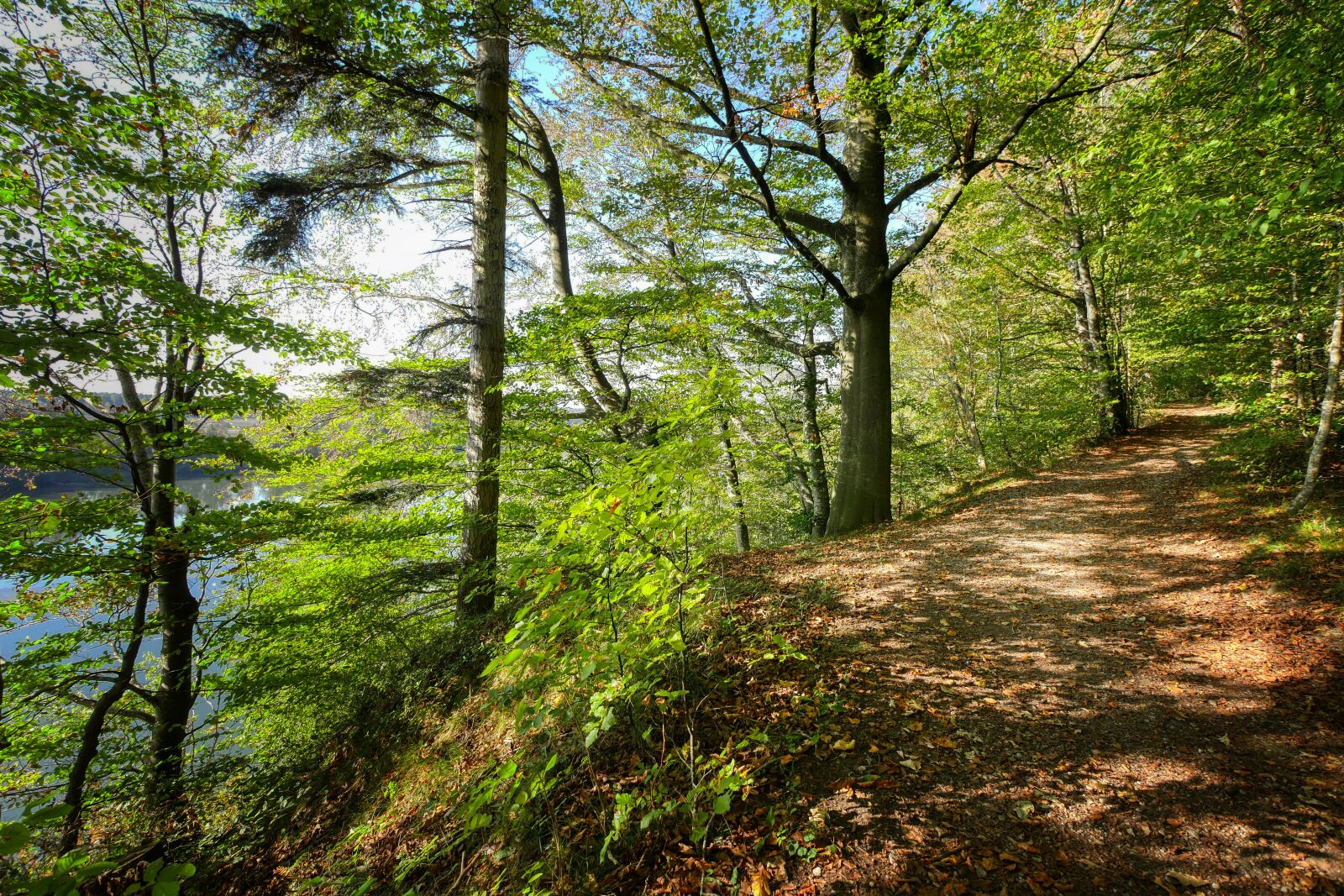 Panasonic Lumix DMC-GX8 sample photo. Trail, forest path, away photography