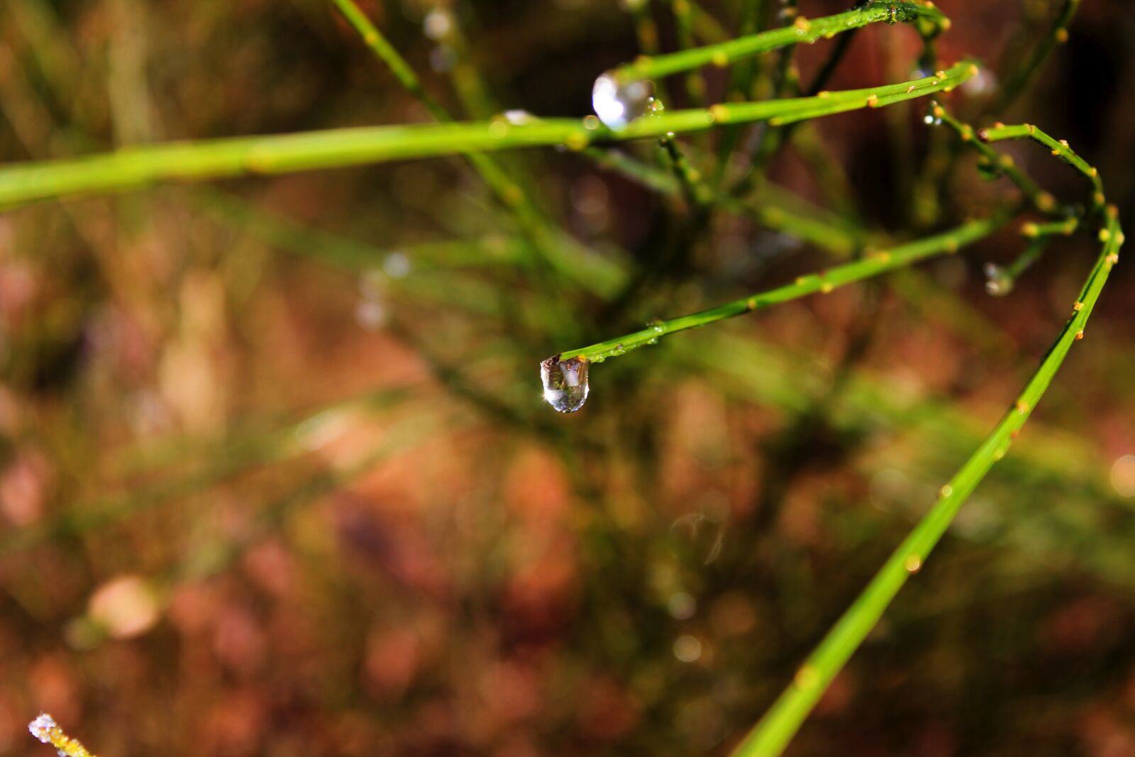 Canon EOS 1100D (EOS Rebel T3 / EOS Kiss X50) sample photo. Drip, dew, plant photography