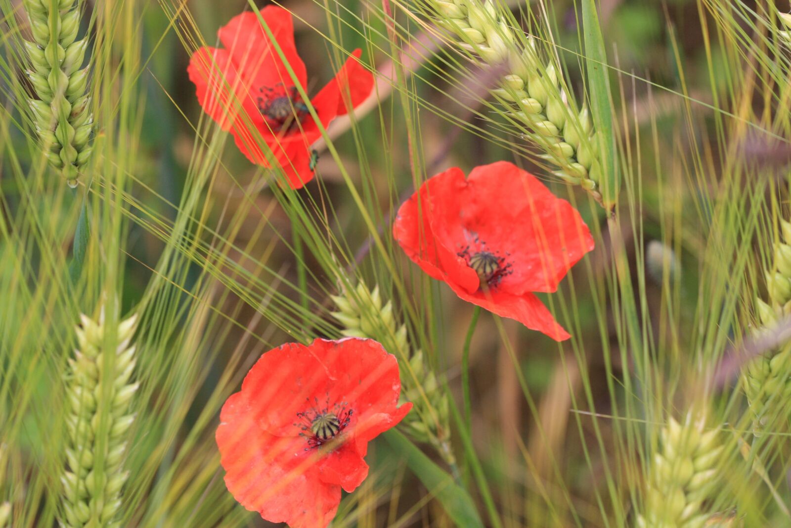 Canon EOS 40D sample photo. Poppies, wheat, field photography