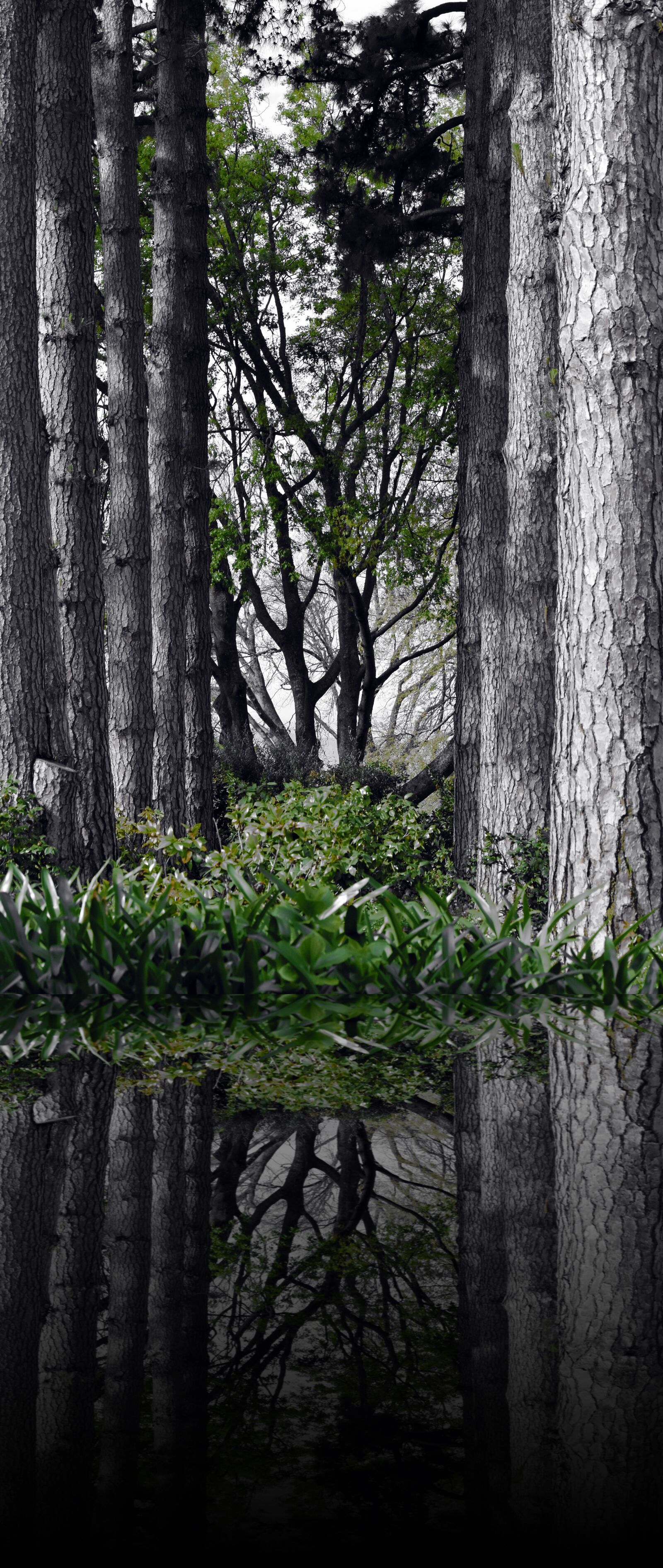 Nikon D5500 sample photo. Wood, nature, tree photography