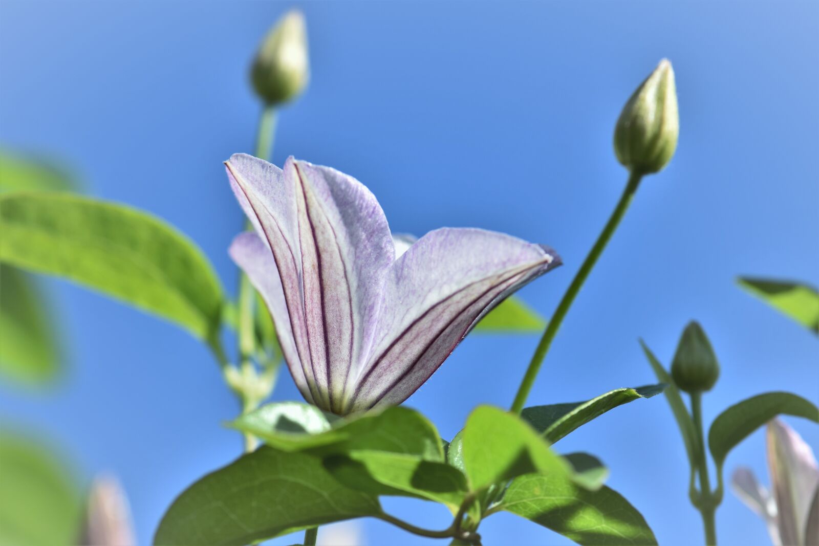 Nikon D5500 sample photo. Clematis, flower, blossom photography