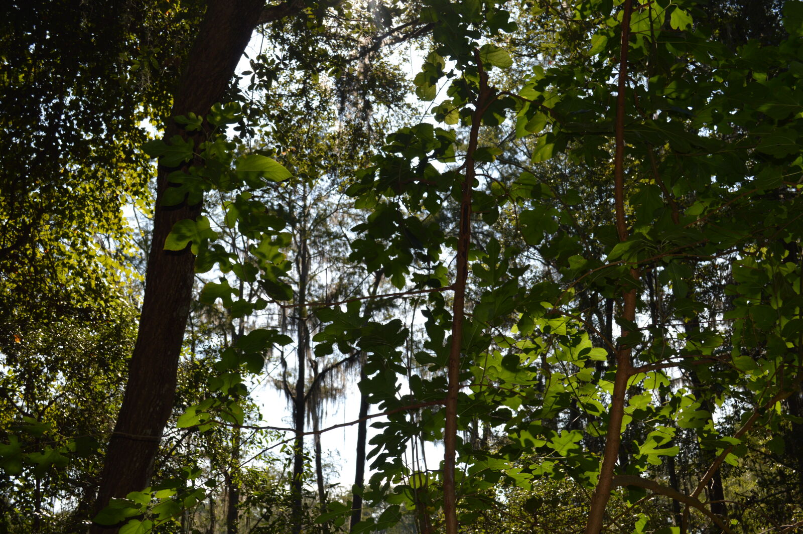Nikon D3200 sample photo. Florida, folage photography