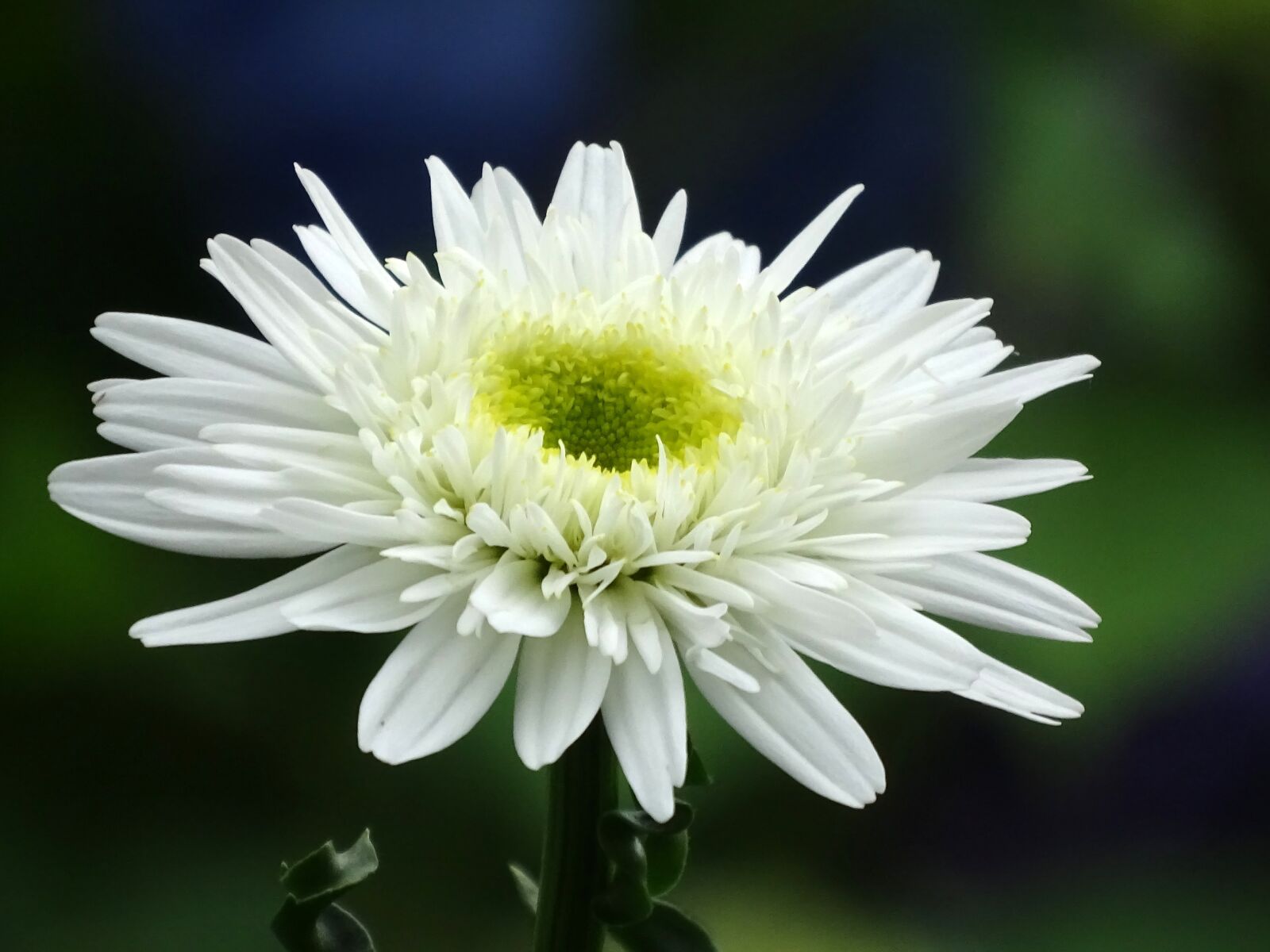 Sony Cyber-shot DSC-HX400V sample photo. Marguerite, flowers, close up photography