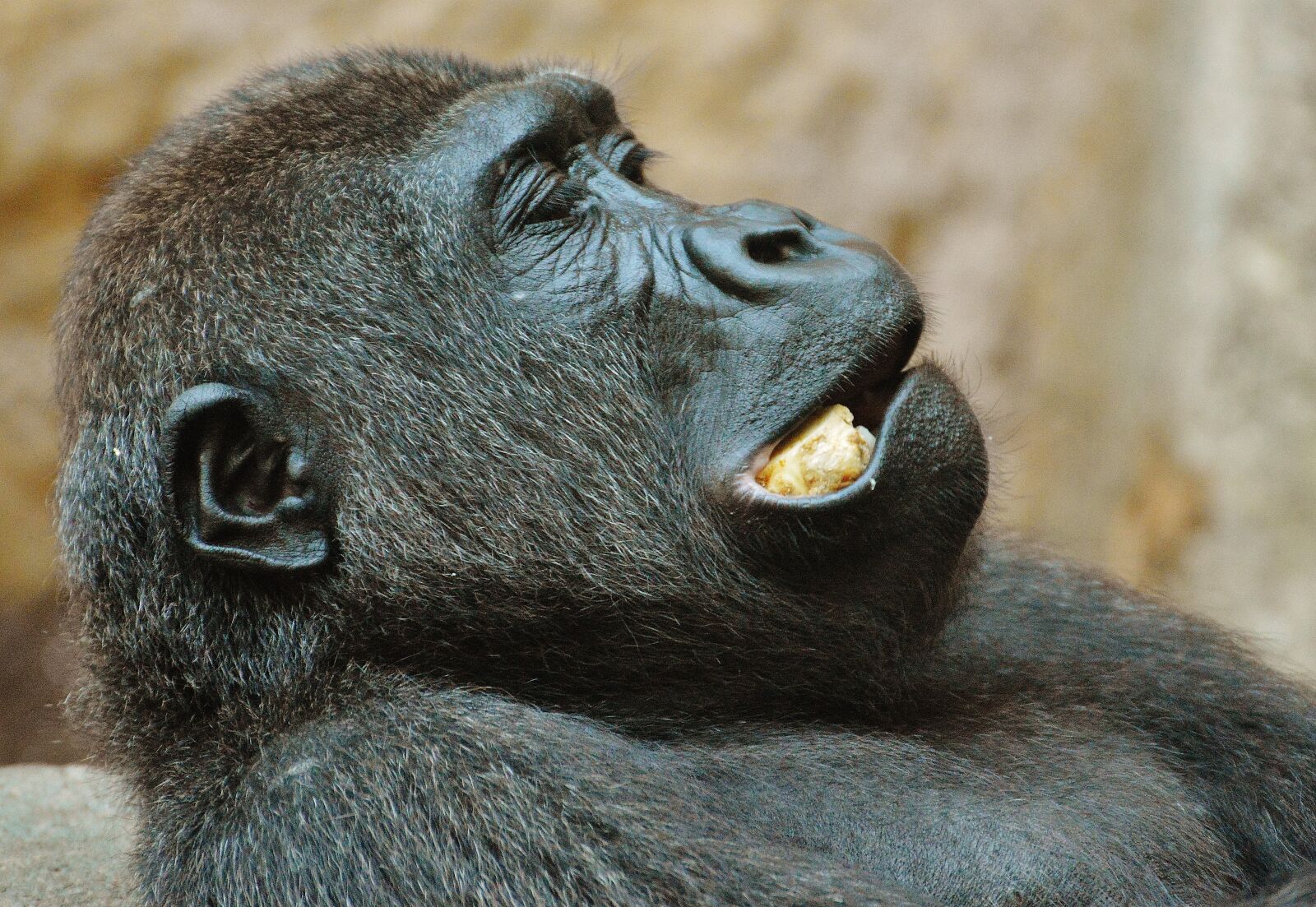 Nikon D3200 sample photo. Monkey, gorilla, eat photography