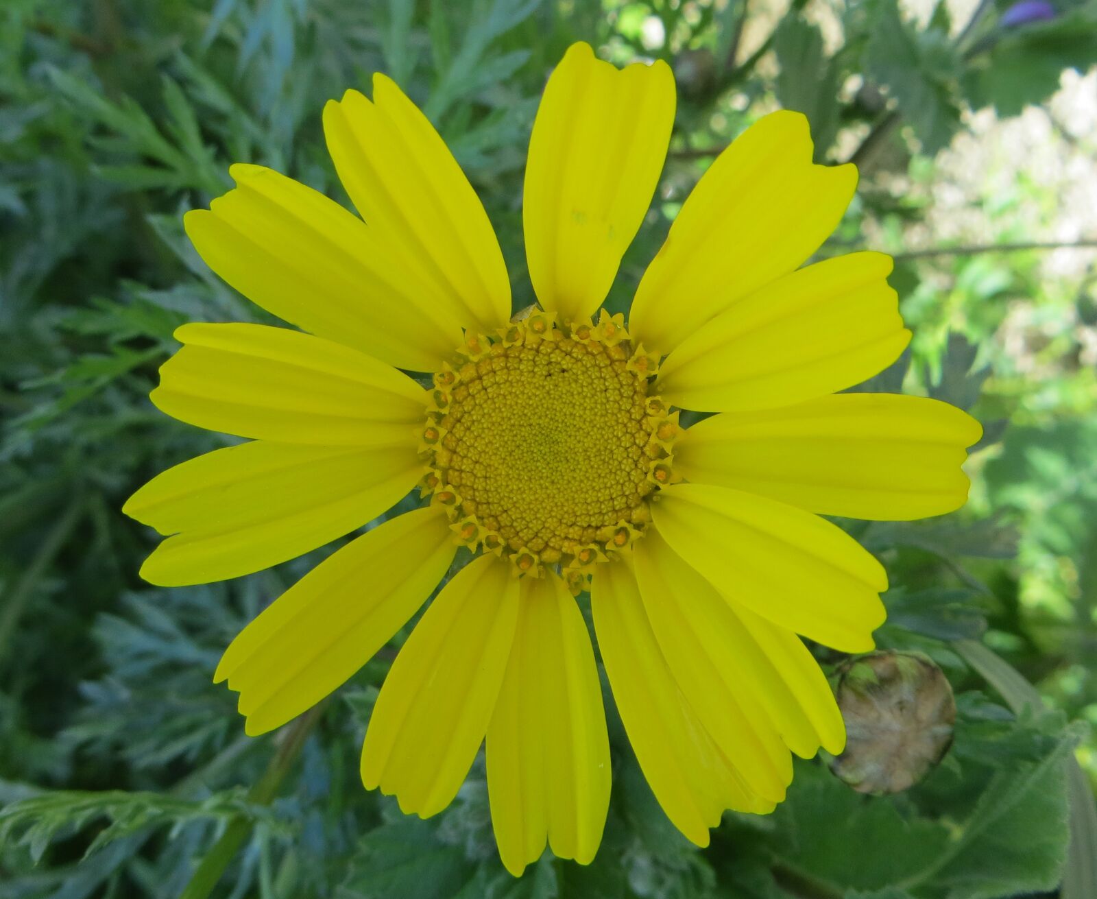 Canon PowerShot SX260 HS sample photo. Nature, flora, summer photography