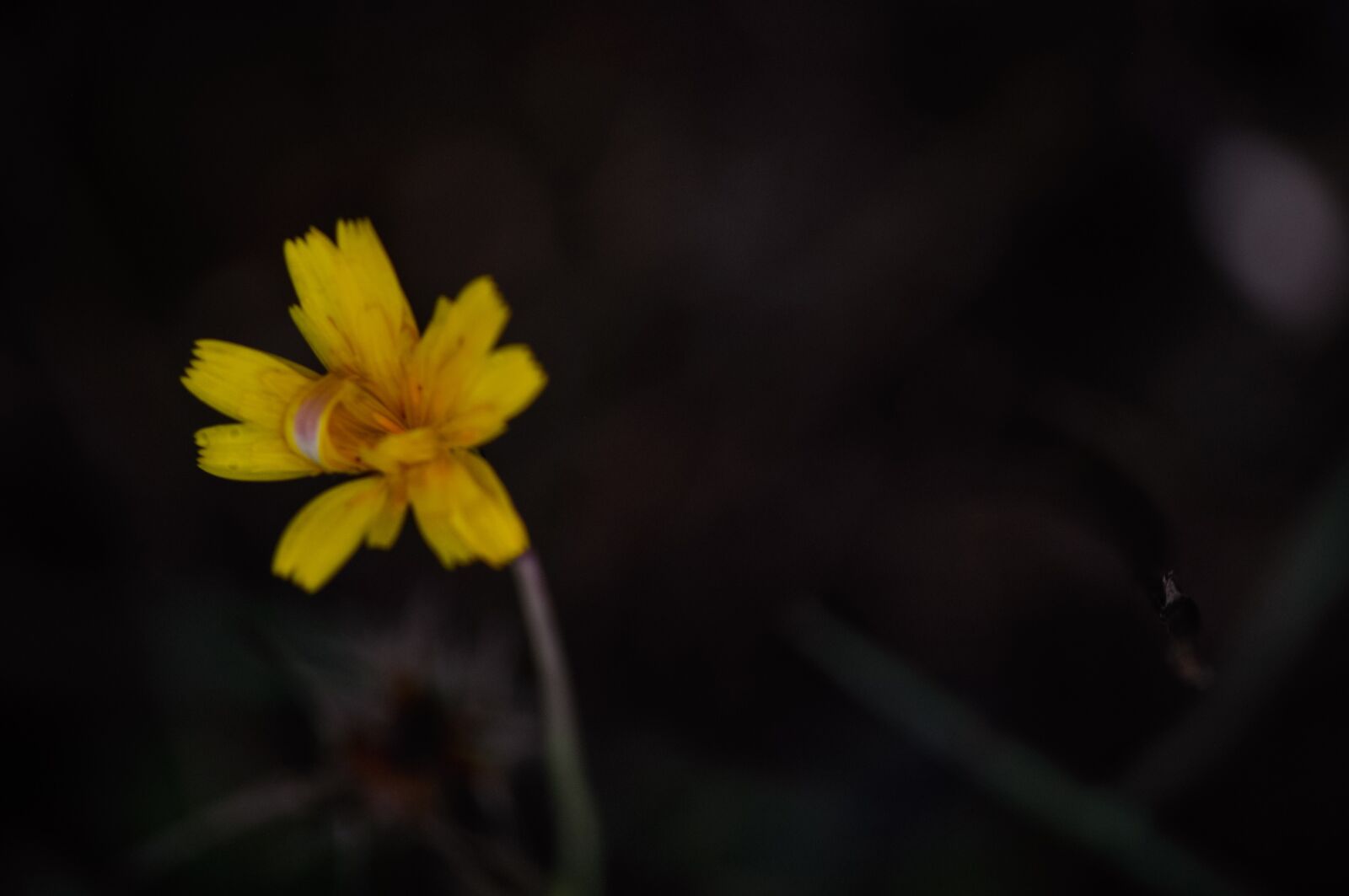 Nikon D90 sample photo. Flower, single, plant photography
