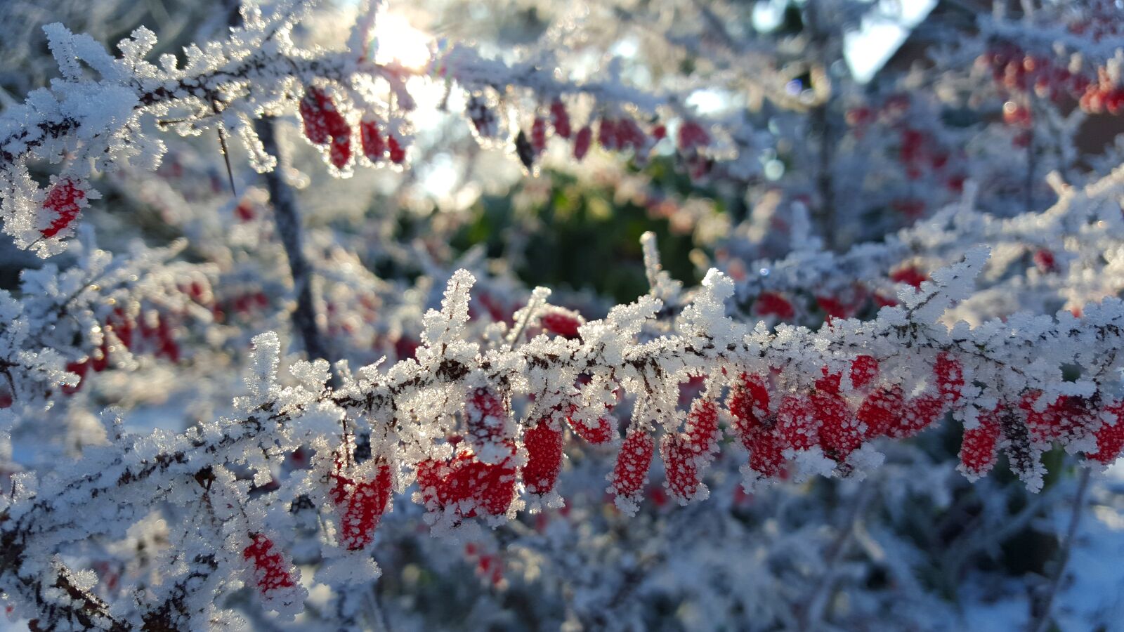 Samsung Galaxy S6 sample photo. Winter, ice, hoarfrost photography