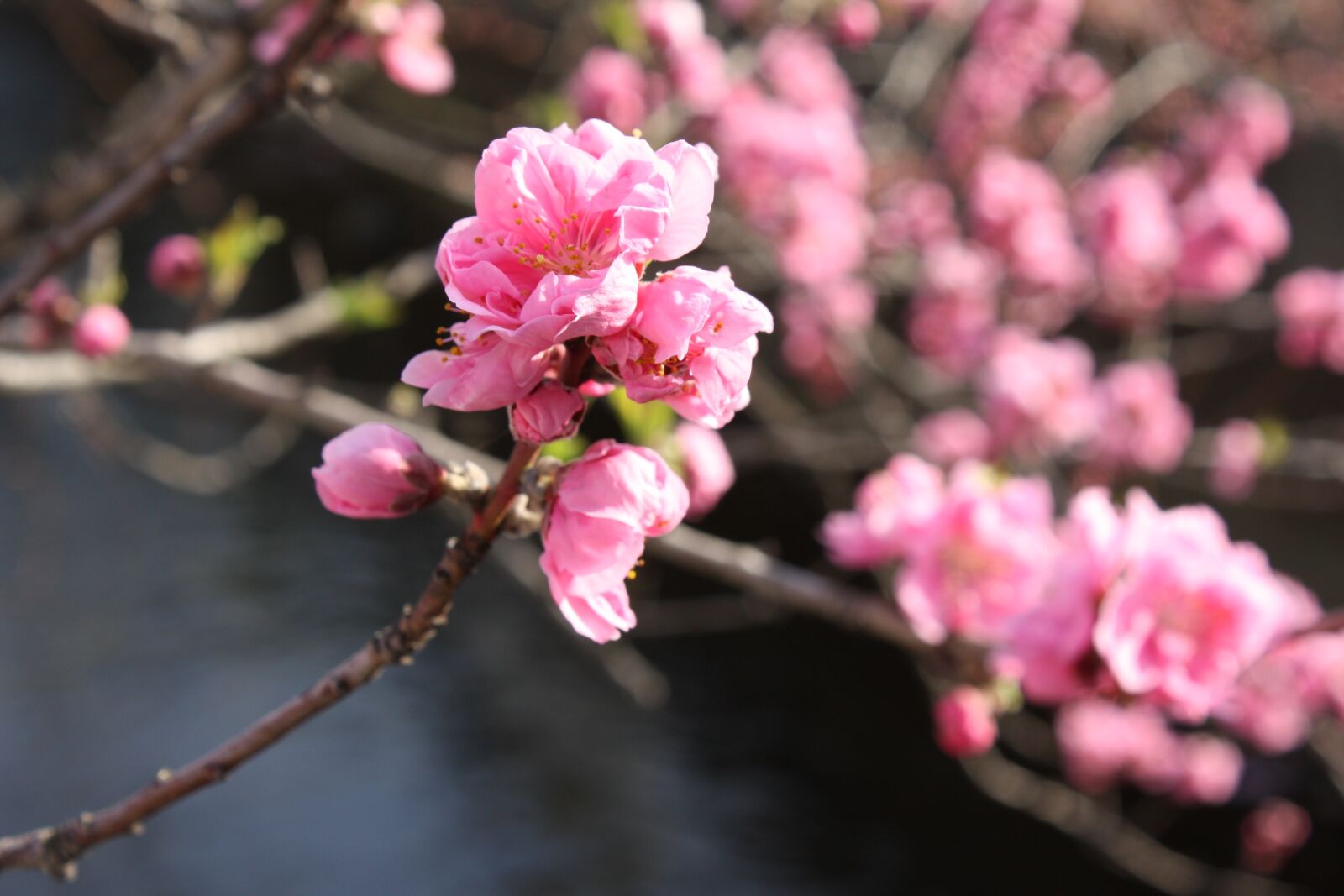 Canon EOS 450D (EOS Rebel XSi / EOS Kiss X2) sample photo. Peach blossoms, waterfront 花桃 photography