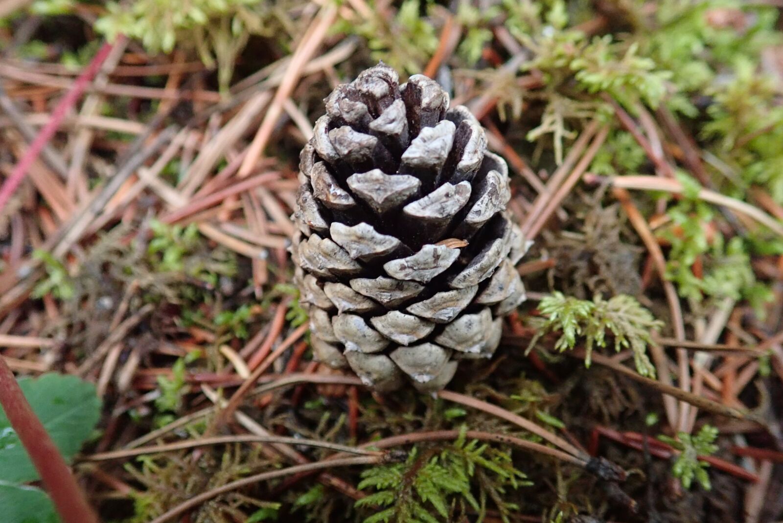 Olympus TG-5 sample photo. Pinecone, pine, nature photography