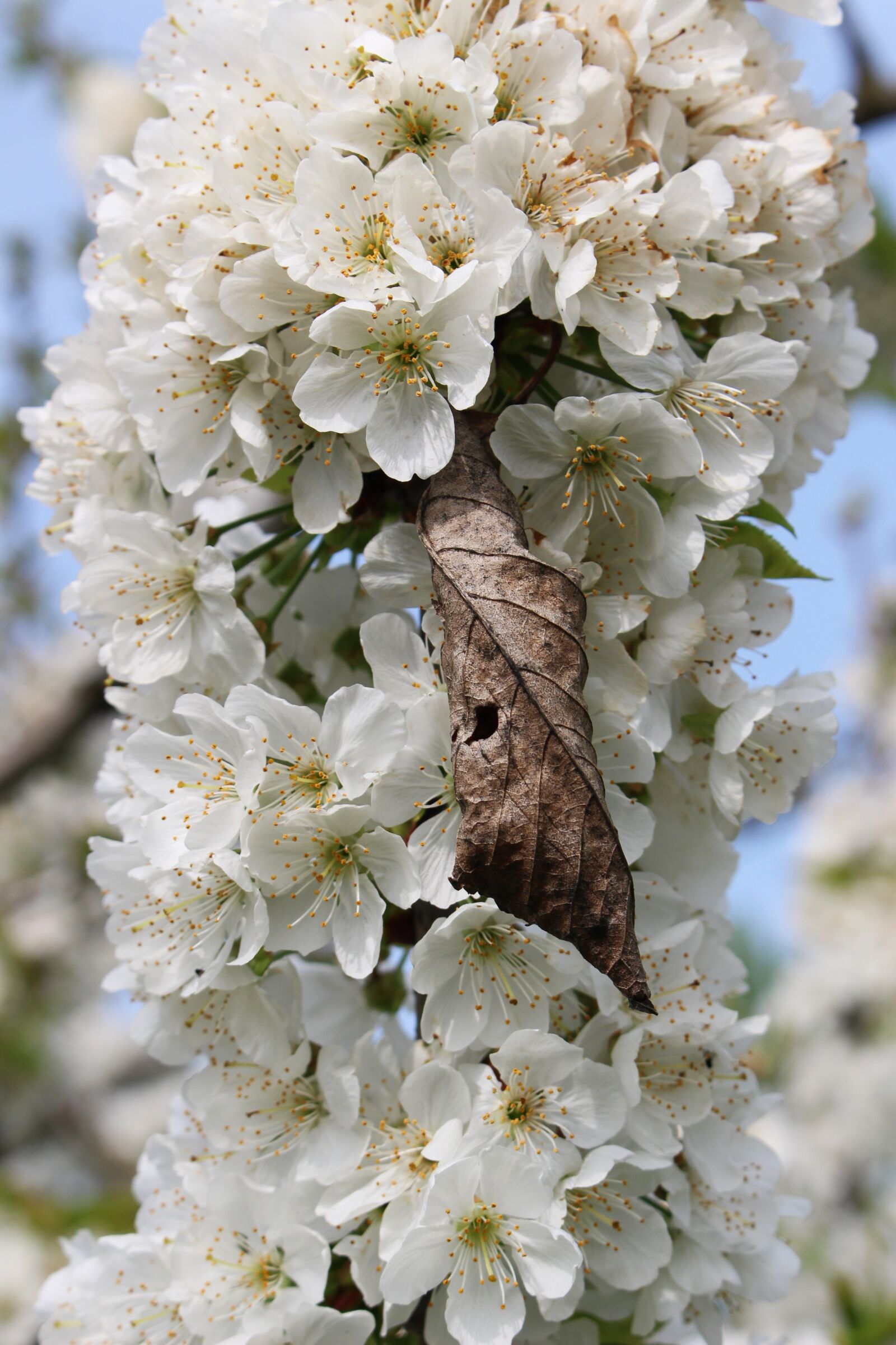 Canon EOS 100D (EOS Rebel SL1 / EOS Kiss X7) sample photo. Flowers, pear branch, spring photography
