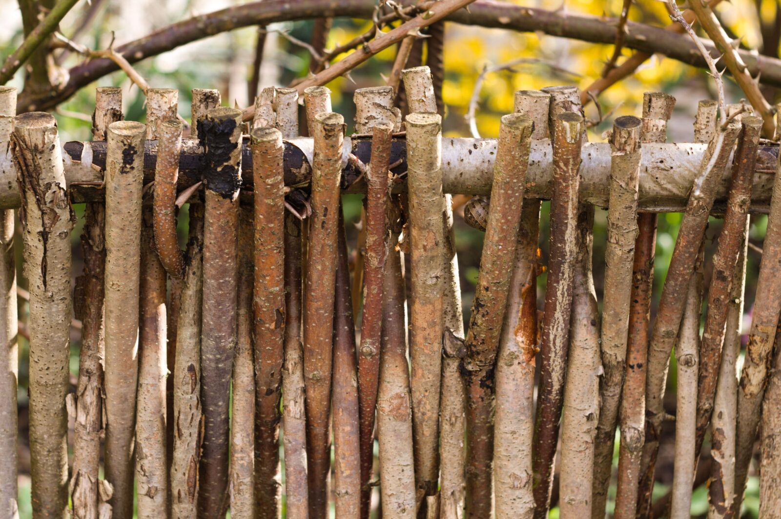 Canon EOS 1100D (EOS Rebel T3 / EOS Kiss X50) sample photo. Tree, wood, nature photography