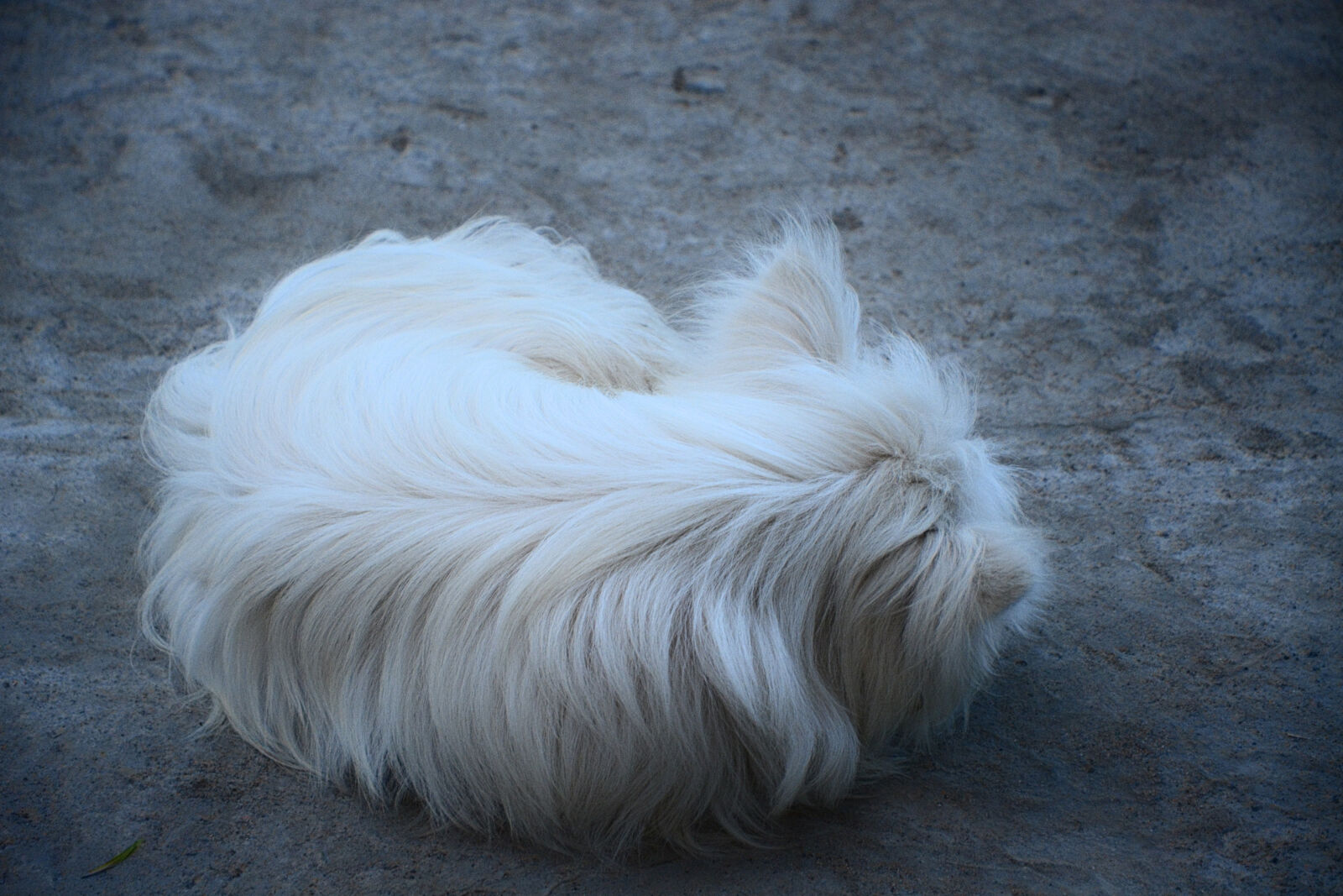 Nikon D5200 sample photo. Dog, fur, puppy, sleeping photography