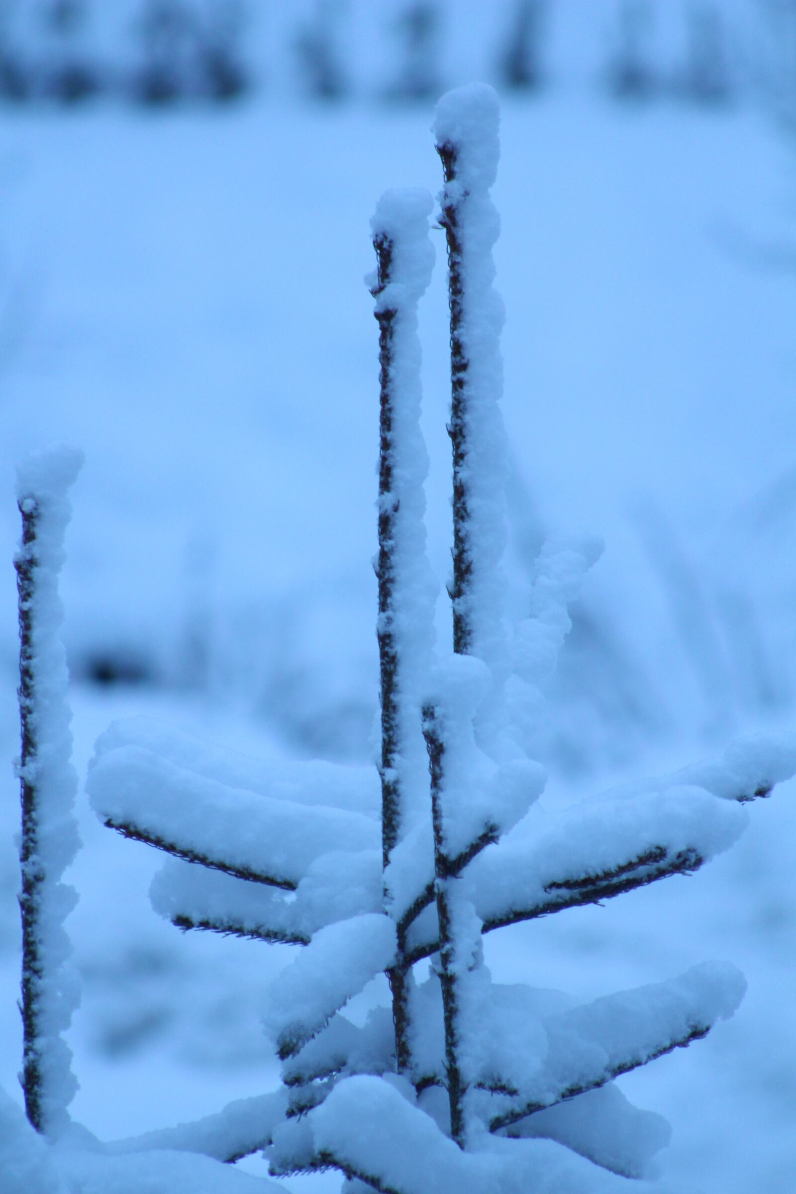 Canon EOS M + Canon EF 75-300mm f/4-5.6 sample photo. Snow, tree, winter photography