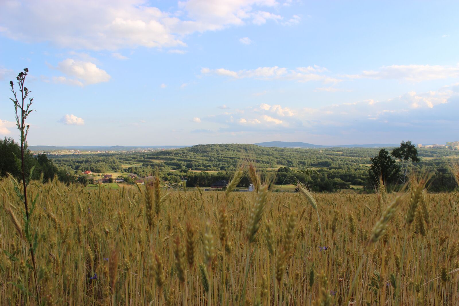 Canon EOS 600D (Rebel EOS T3i / EOS Kiss X5) sample photo. Field, corn, village photography