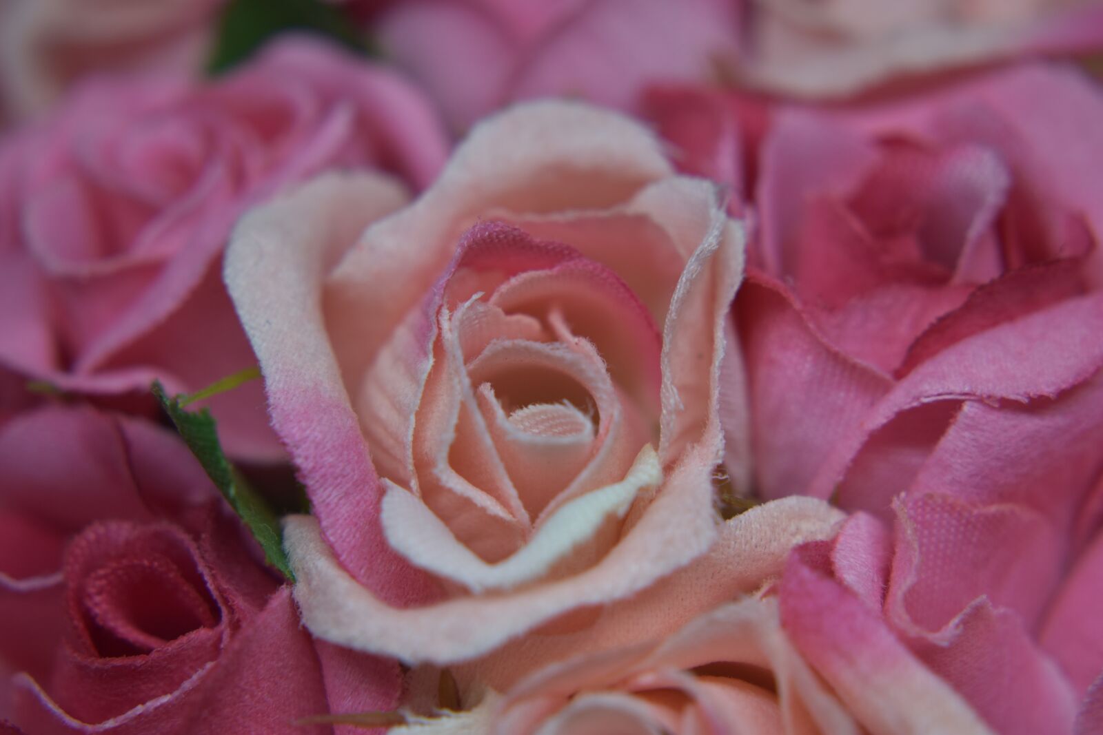 Nikon D5600 sample photo. Rosa, fabric, decorative photography