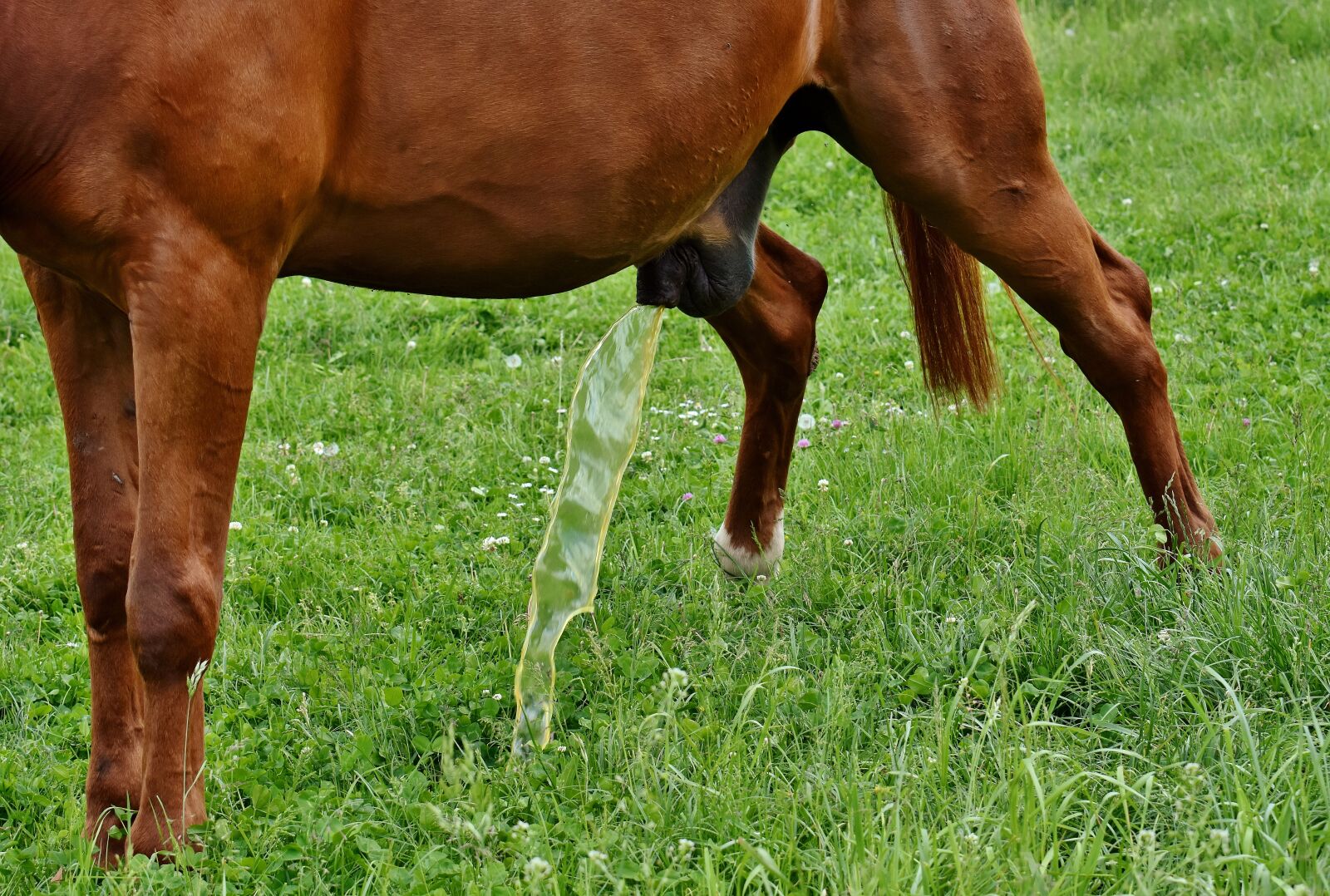 Nikon D7200 sample photo. Horse, coupling, meadow photography
