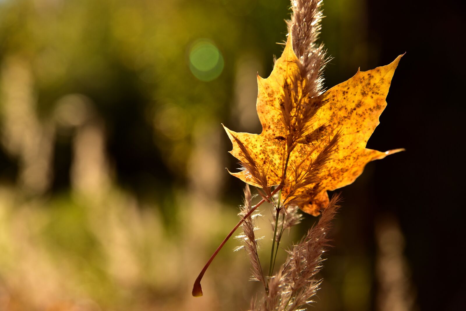 Nikon D750 sample photo. Leaf, maple leaf, leaves photography