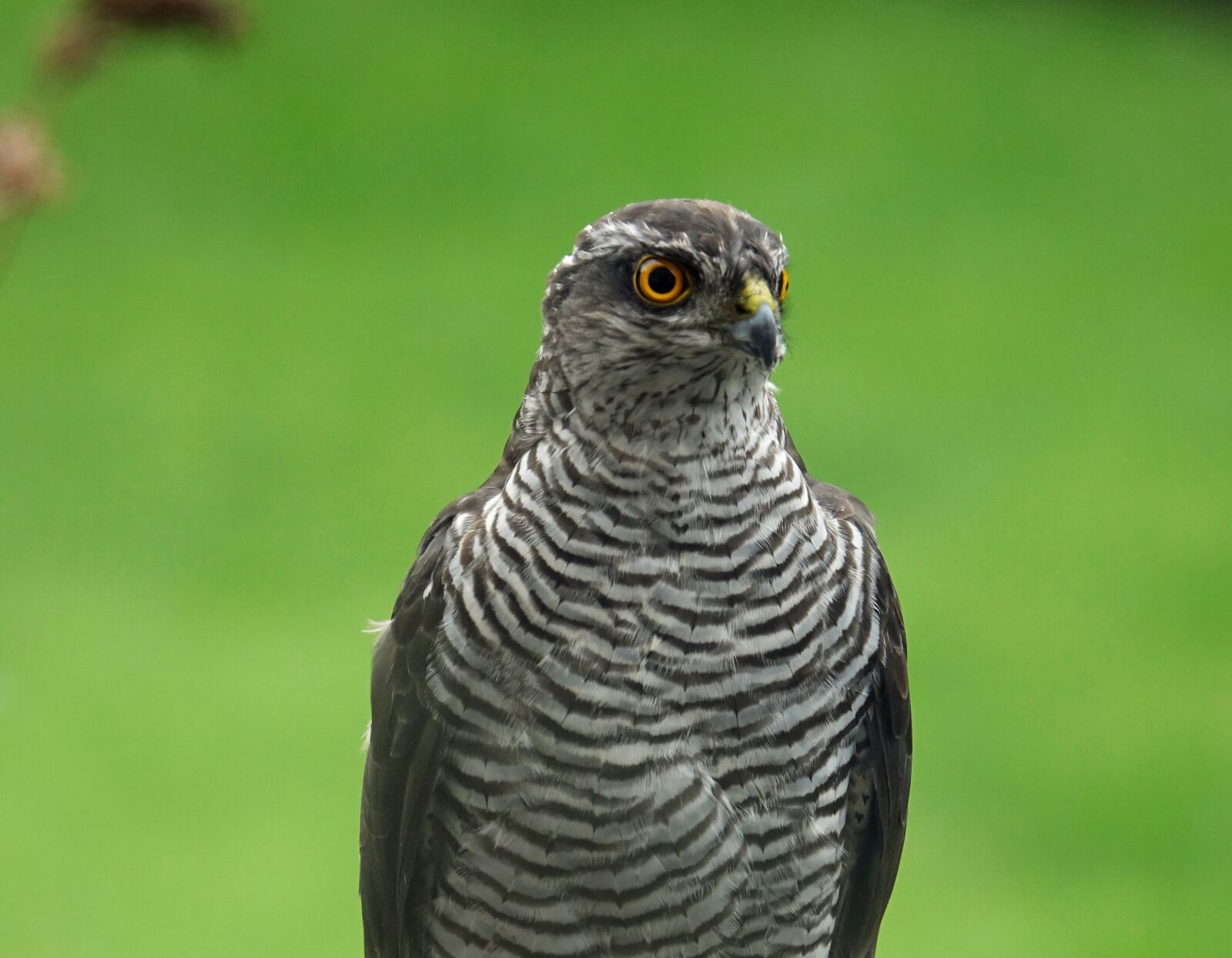Sony Cyber-shot DSC-RX10 III sample photo. Sparrowhawk, bird of prey photography