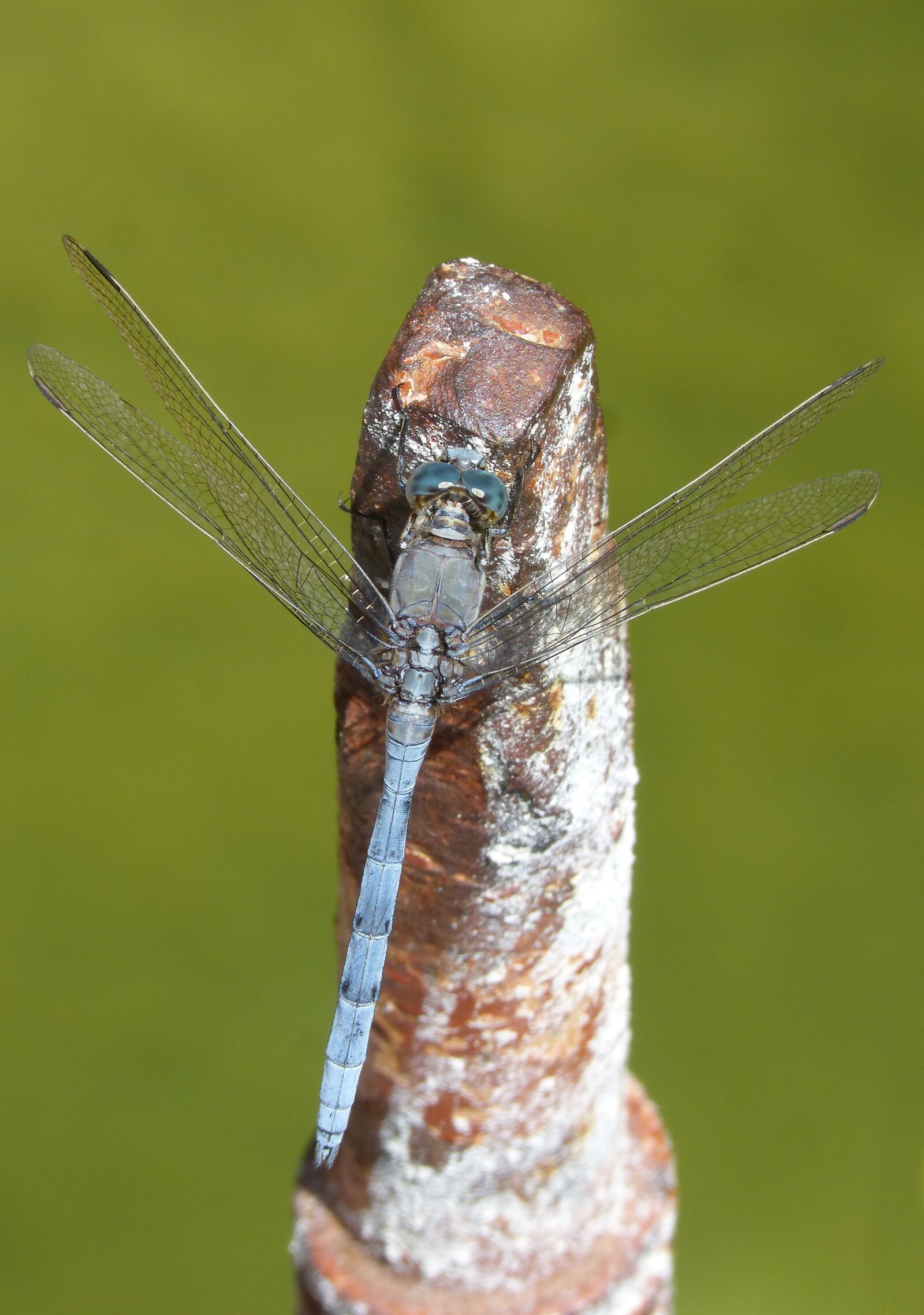 Panasonic DMC-FZ62 sample photo. Blue dragonfly, raft, orthetrum photography