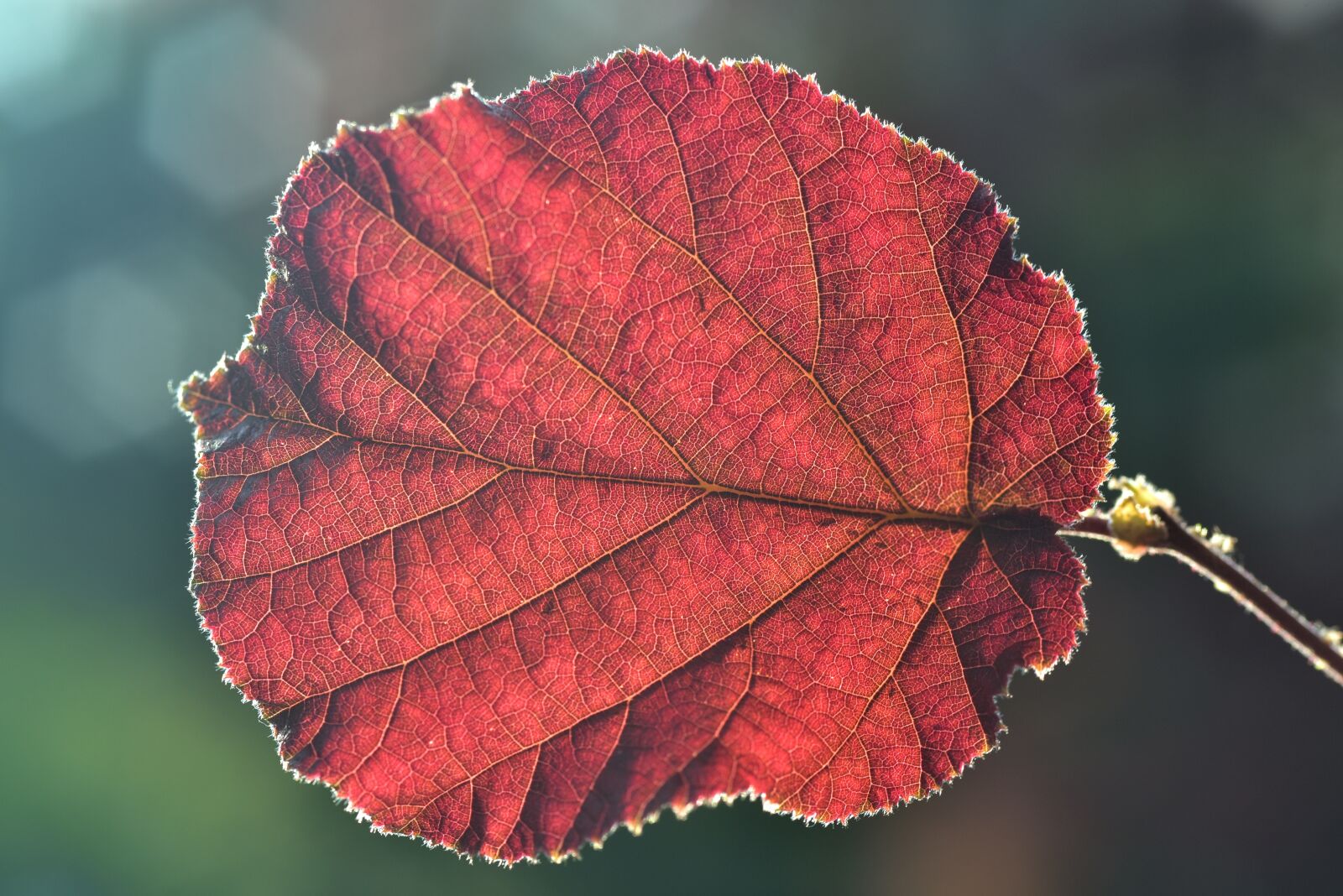 Nikon D750 sample photo. Leaf, backlighting, hazelnut leaf photography