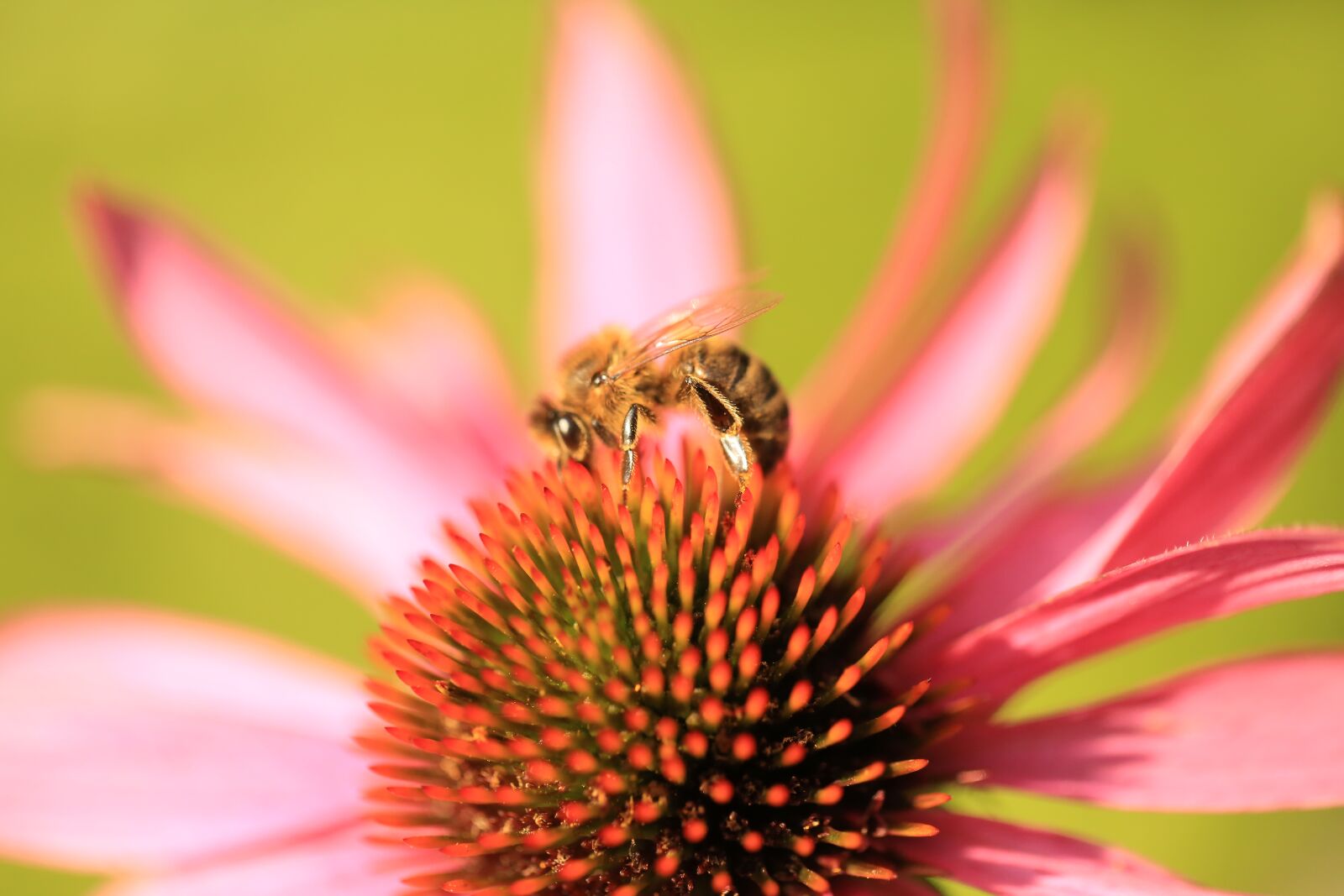 Canon EF 100mm F2.8L Macro IS USM sample photo. Flower, bee, insect photography