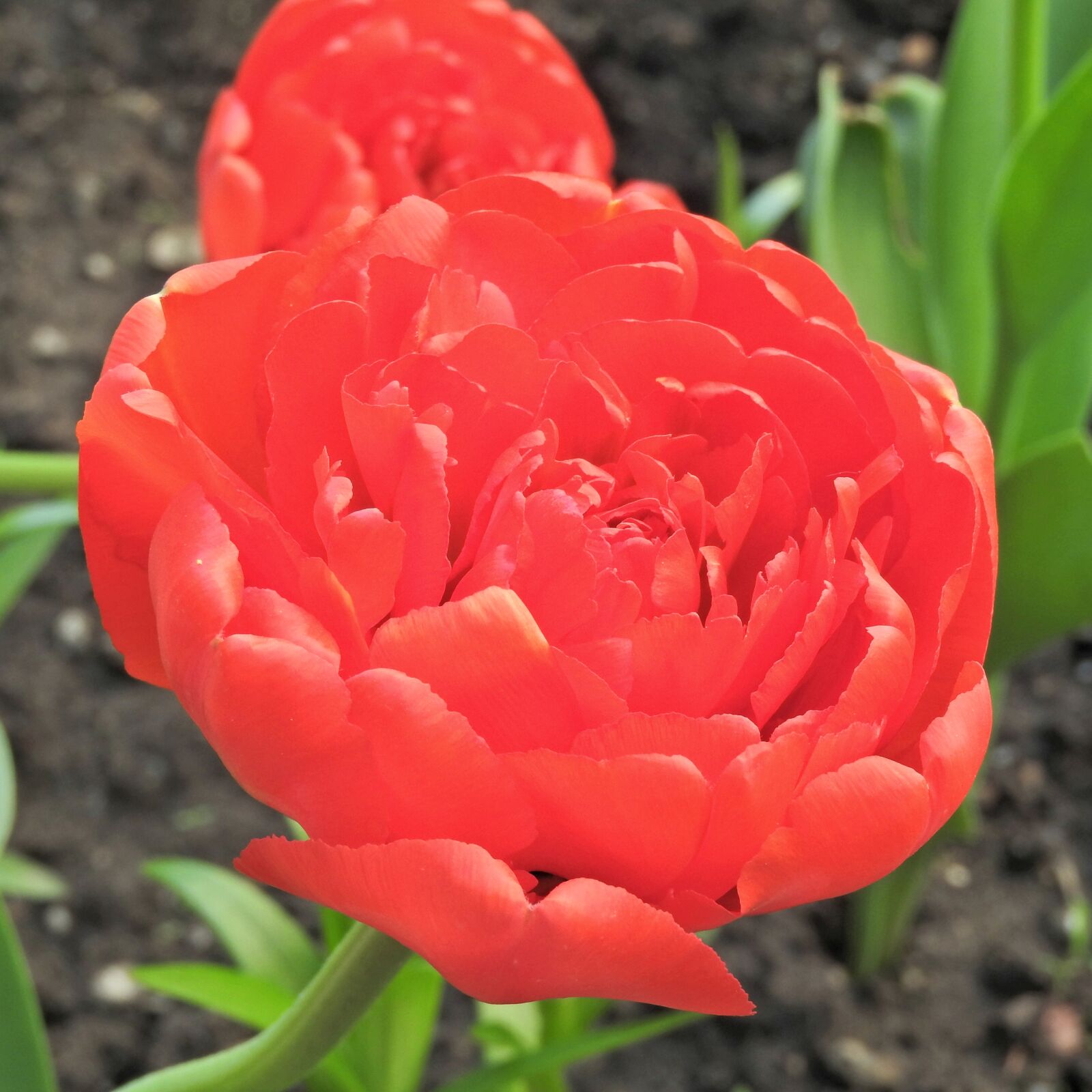 Nikon Coolpix P610 sample photo. Scarlet, color, flower photography
