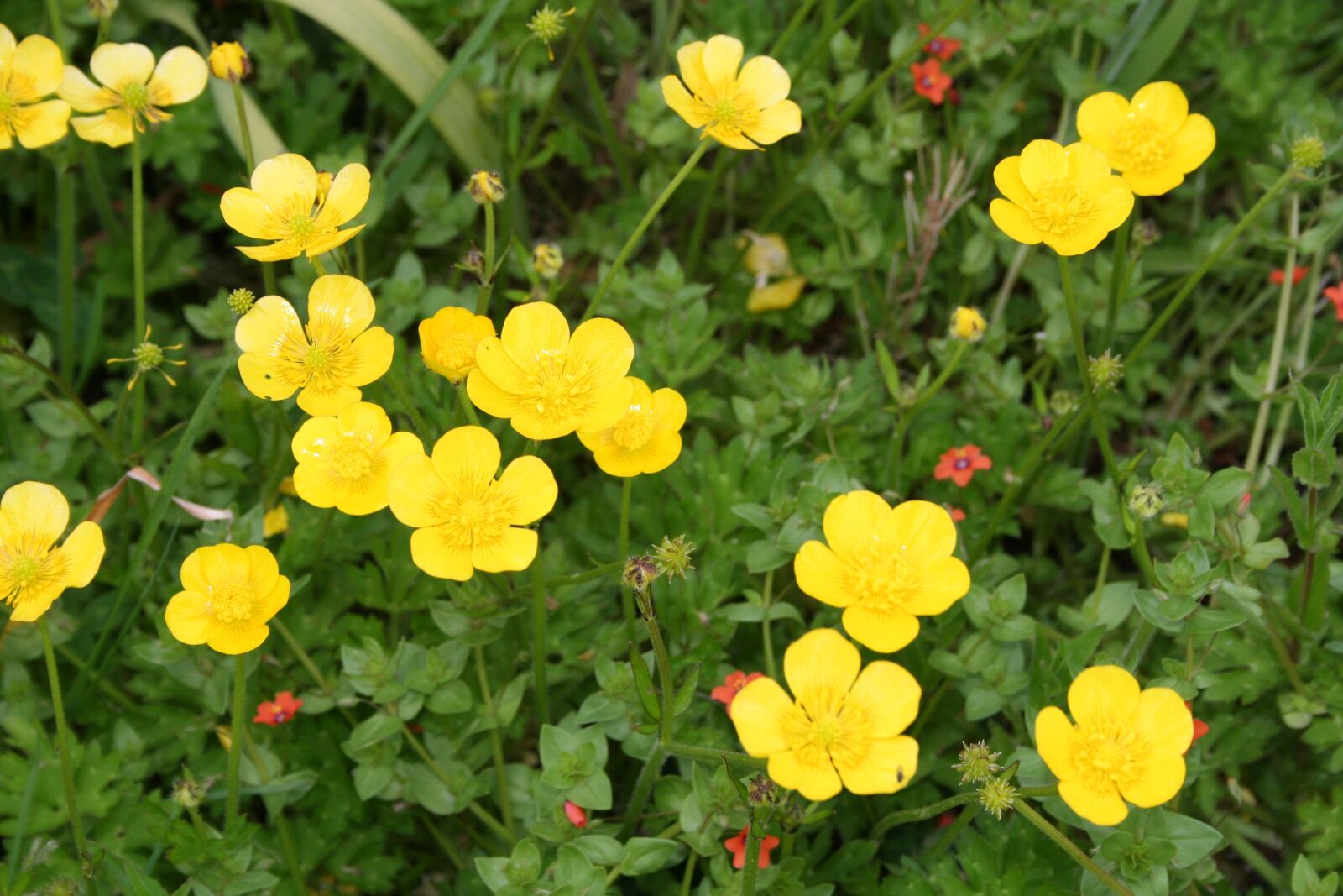 Canon EOS 1000D (EOS Digital Rebel XS / EOS Kiss F) sample photo. Buttercup, ranunculus, yellow photography