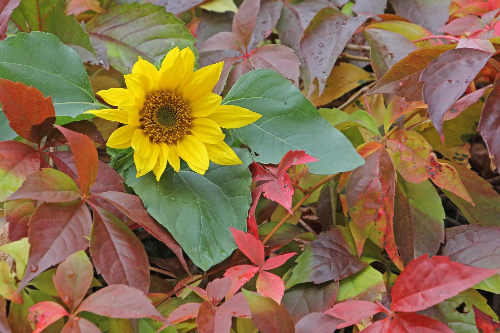 Canon EOS 60D + Tamron 16-300mm F3.5-6.3 Di II VC PZD Macro sample photo. Autumn, sunflower, flower photography
