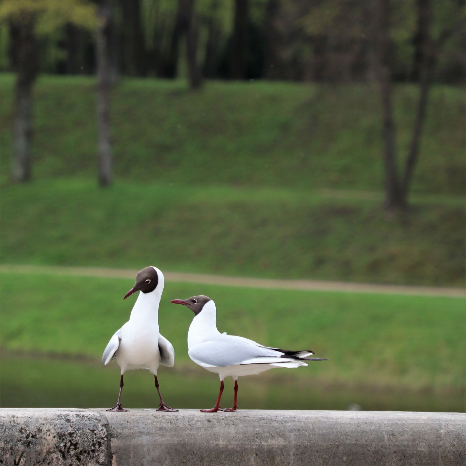 Canon EOS 77D (EOS 9000D / EOS 770D) sample photo. Birds, white, quarrel photography