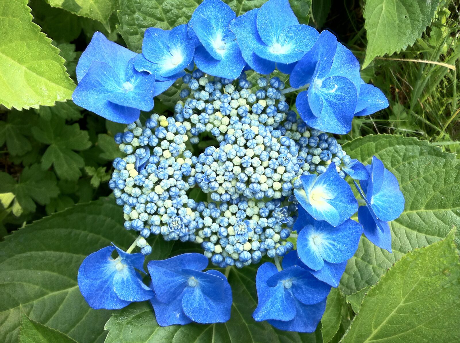 Apple iPhone 4 sample photo. Hydrangeas, blue, summer photography
