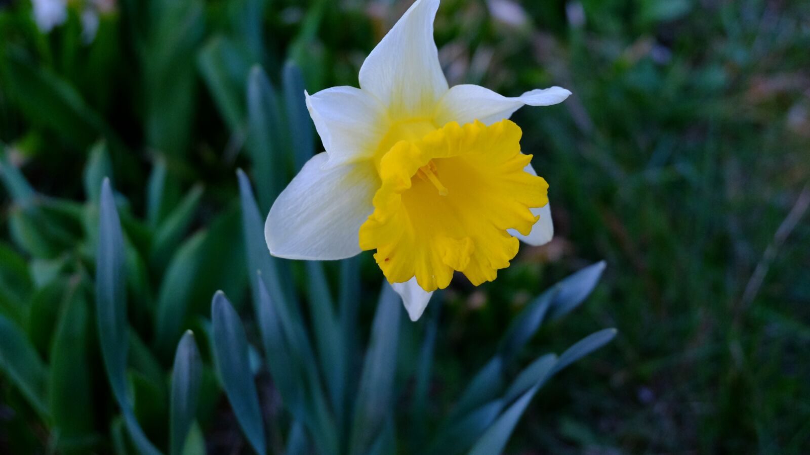 Fujifilm XC 16-50mm F3.5-5.6 OIS II sample photo. Nature, flower, garden photography